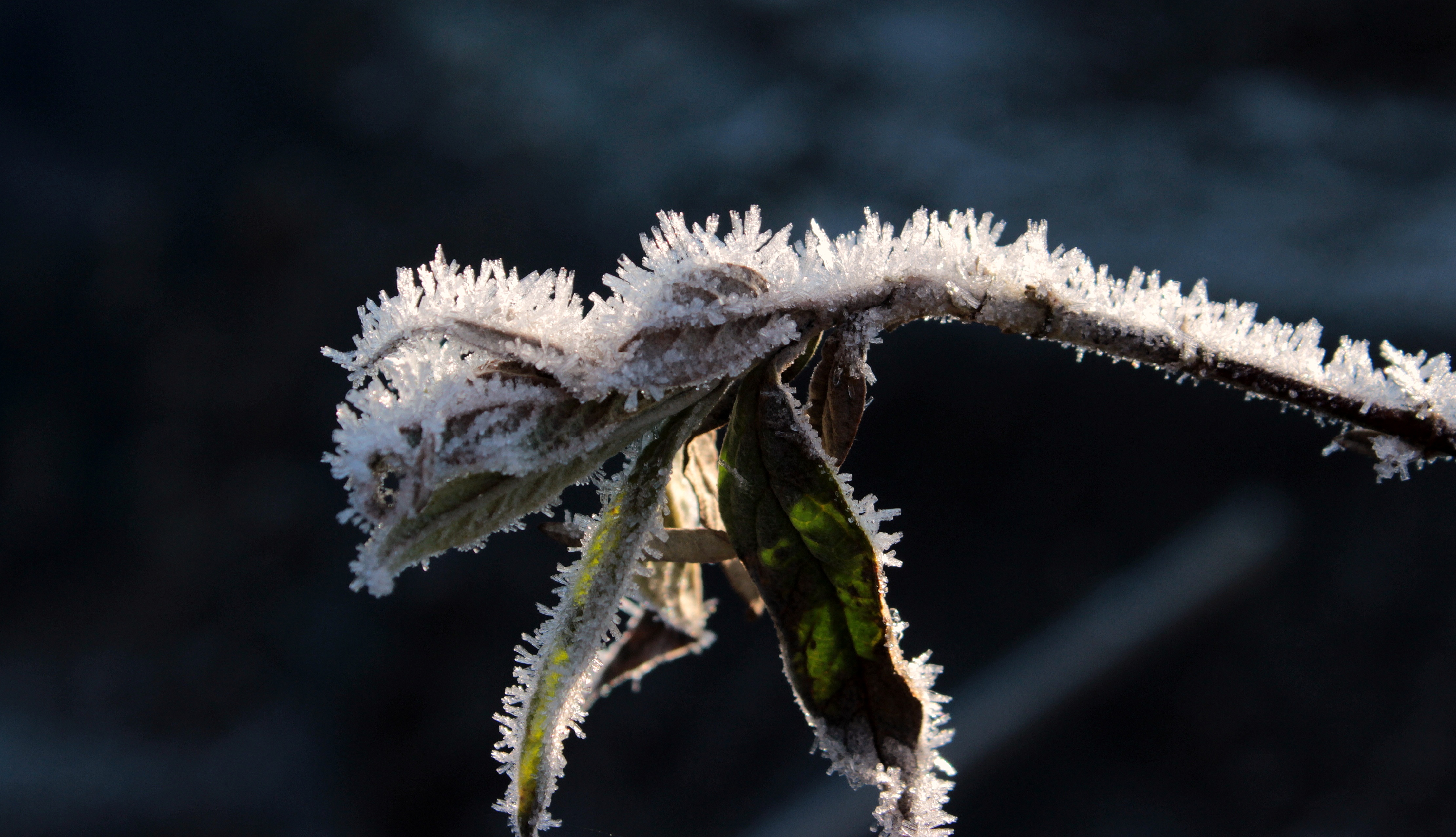 Frost on leaves photo