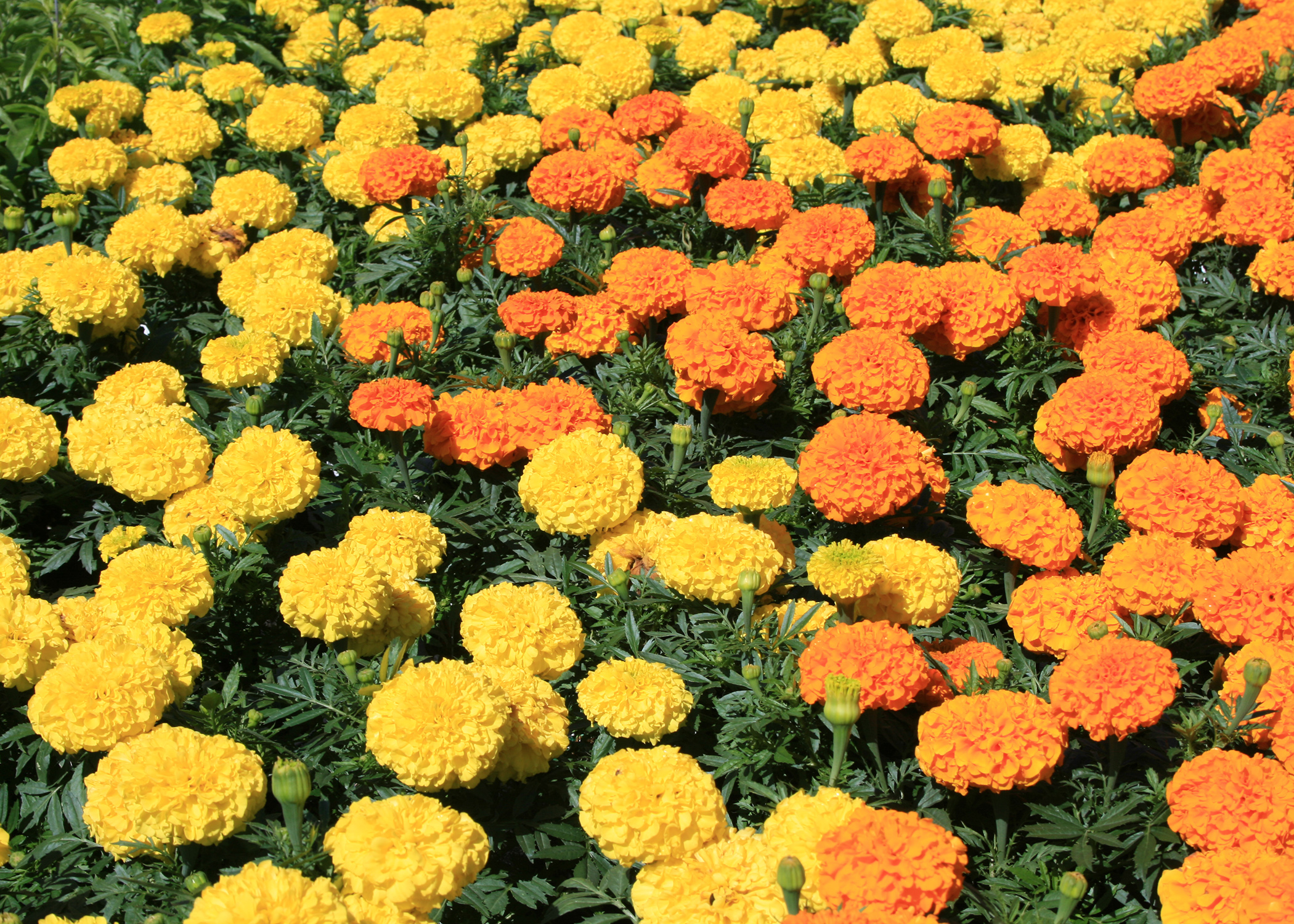 Unappreciated marigolds are dependable, colorful | Mississippi State ...