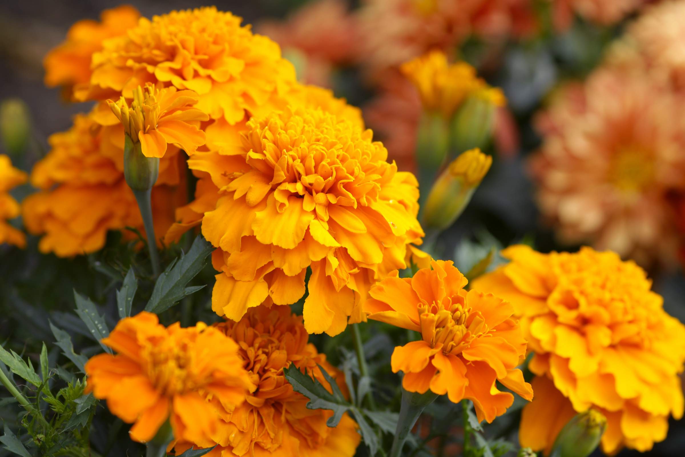How to Plant and Care For Marigolds | House Method