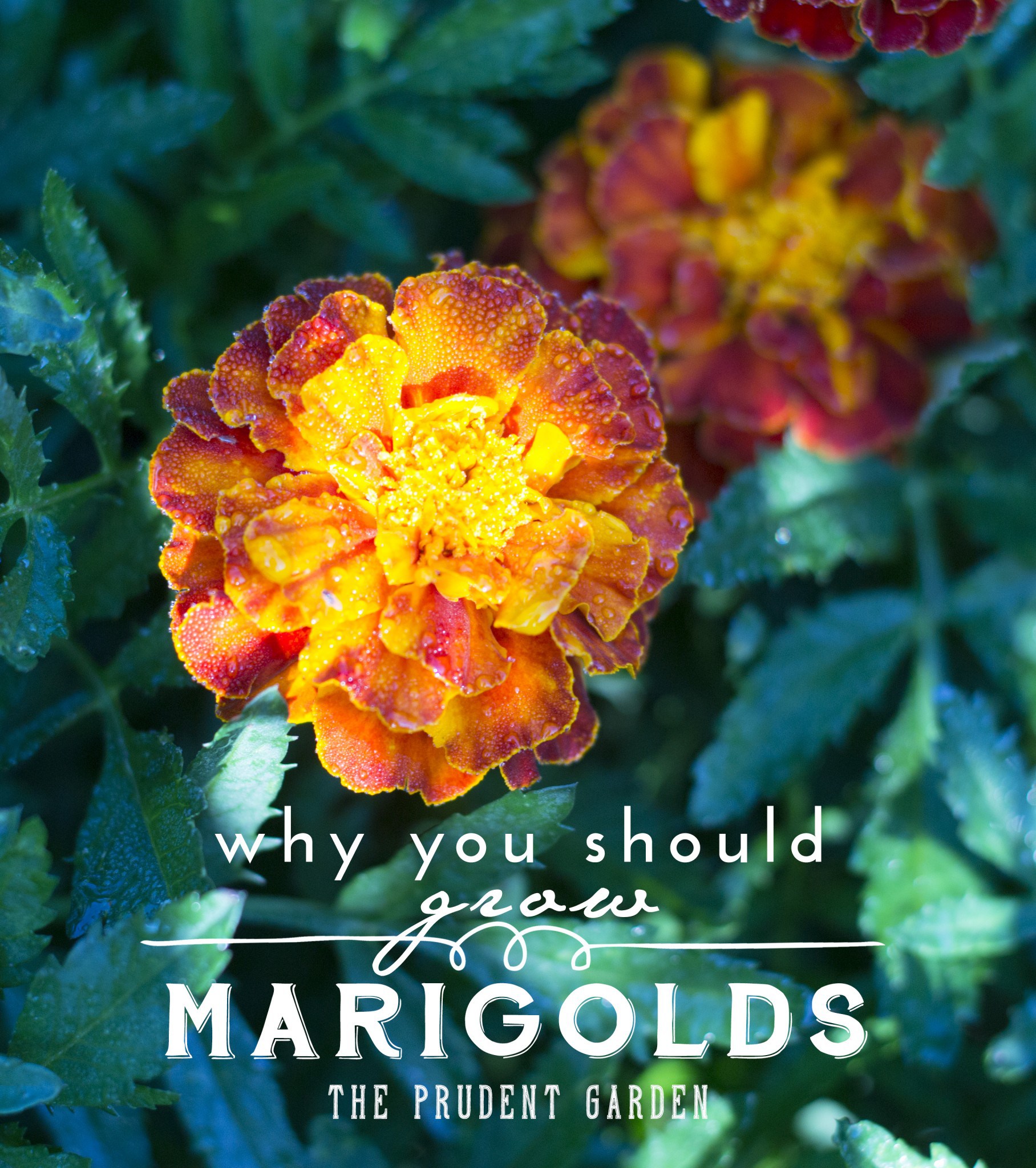 Why You Should Grow Marigolds