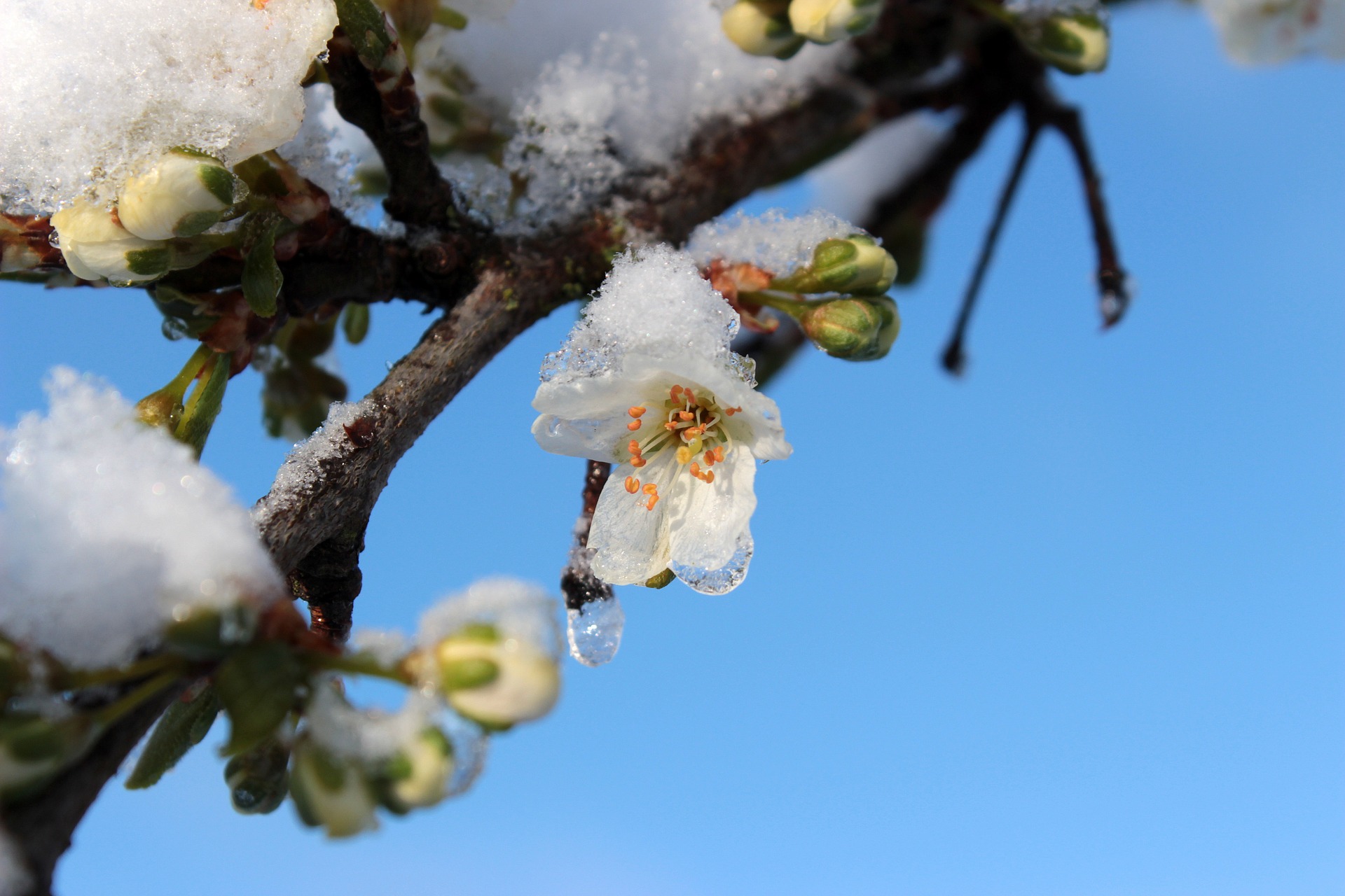 Frost on plum tree photo