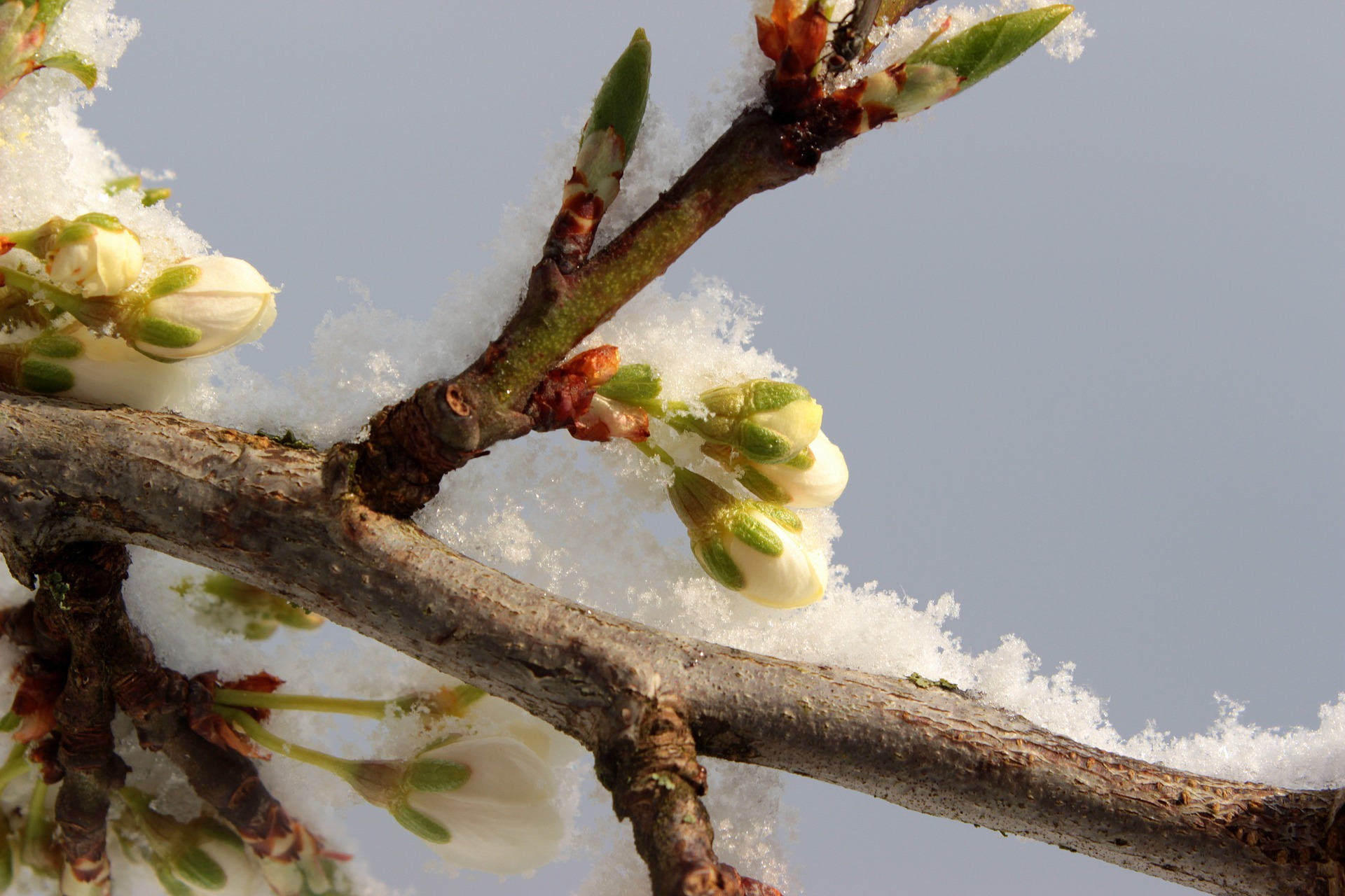 Frost on plum tree photo