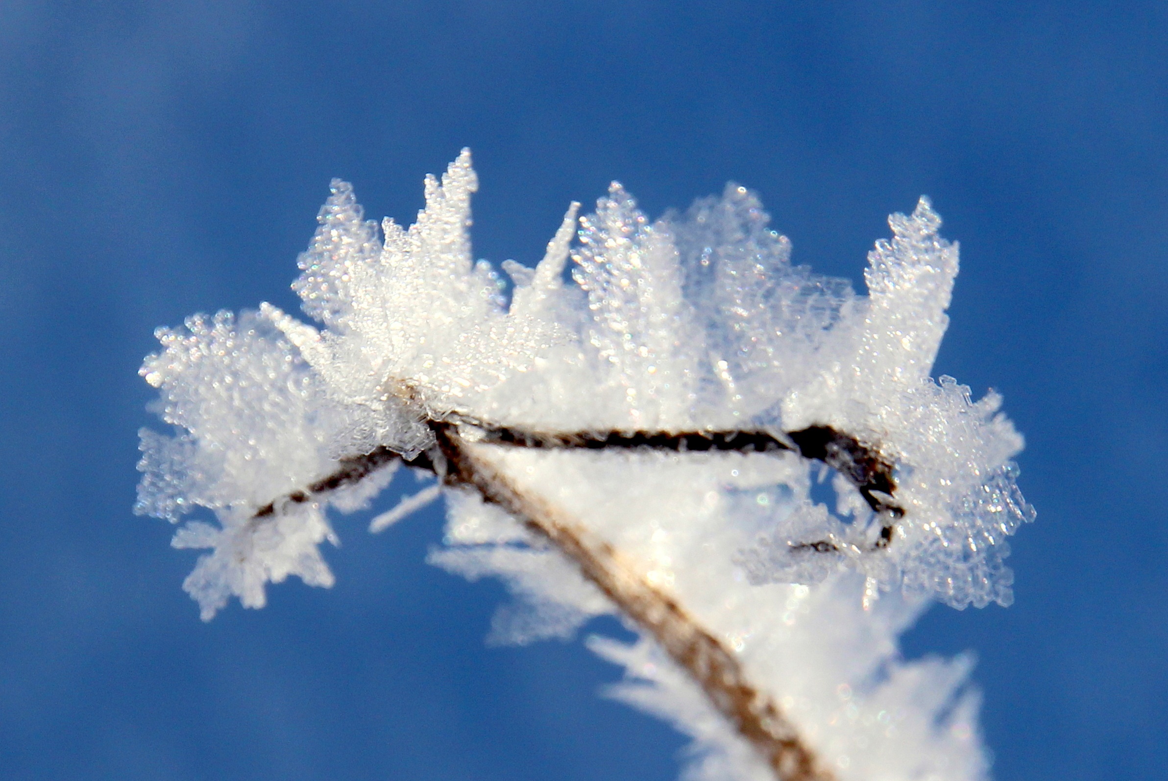 Frost on the branch photo