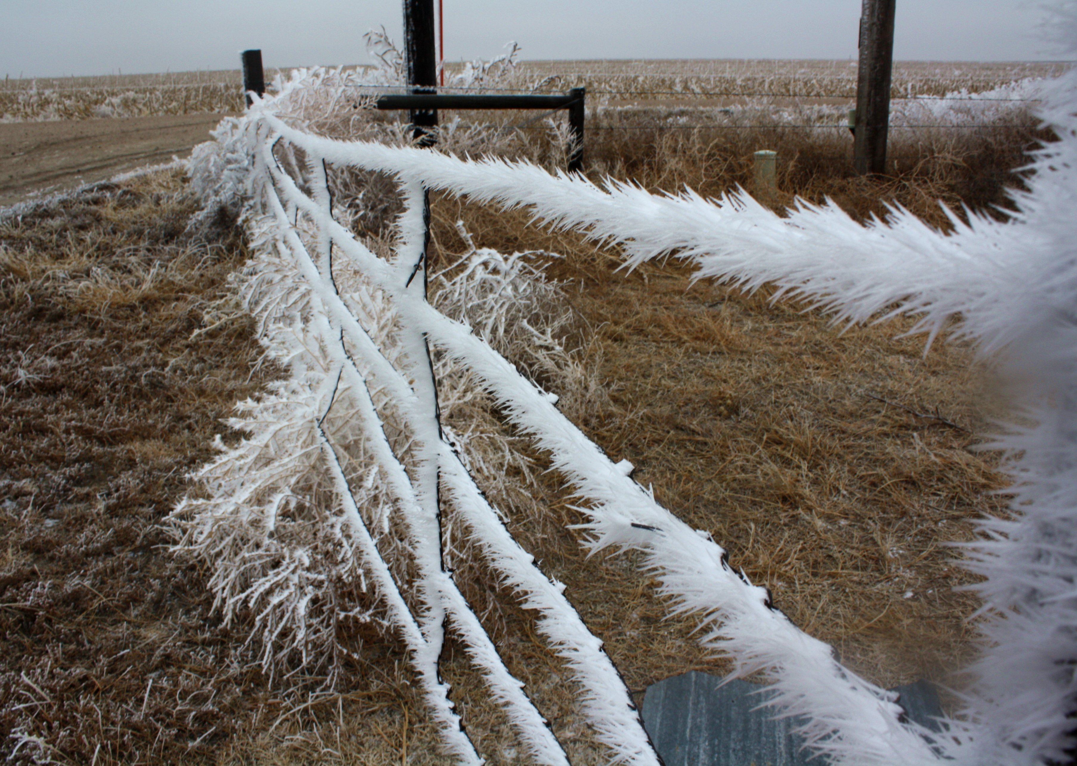 Frost growing on a fence : pics