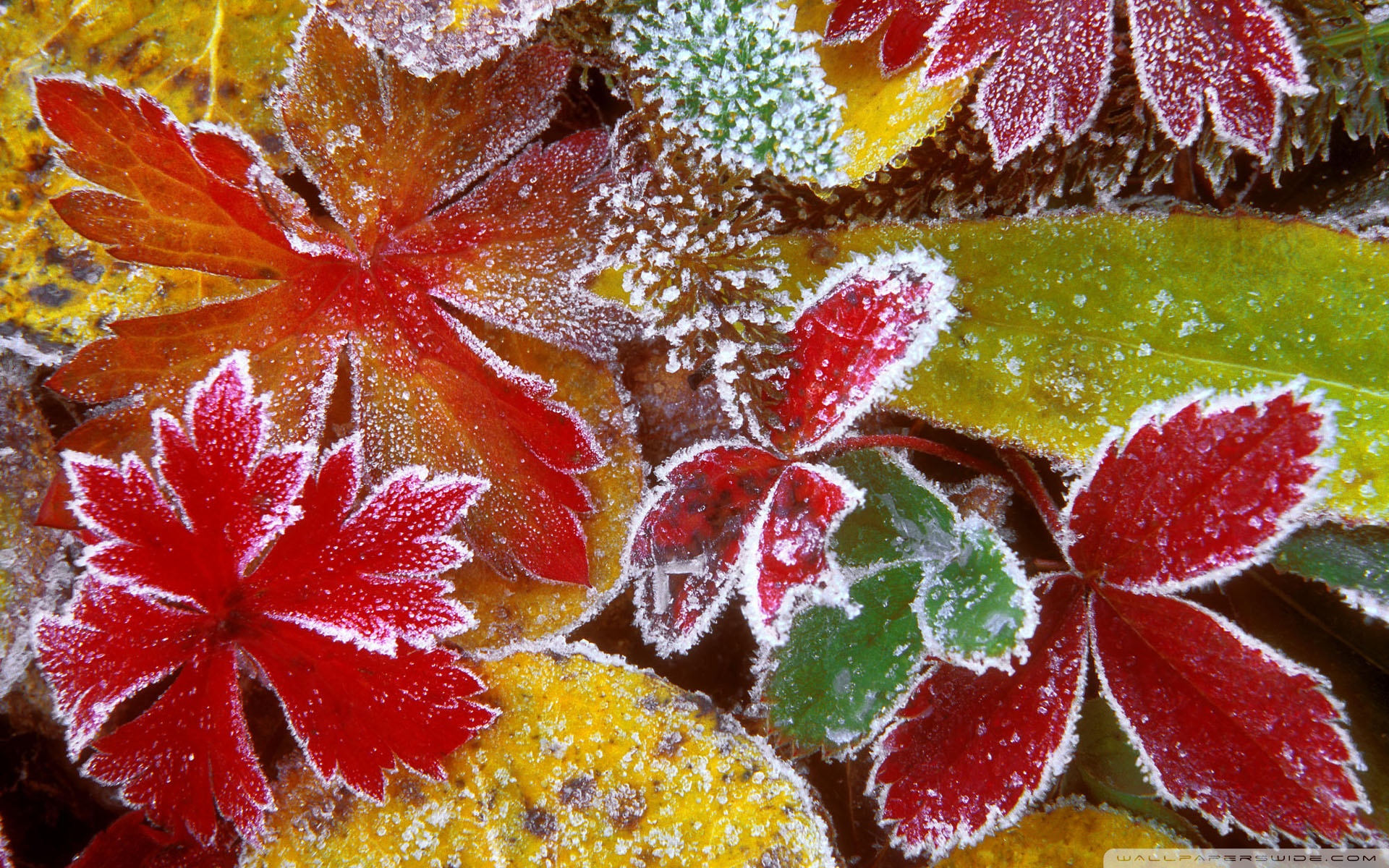 Frosty leaves photo