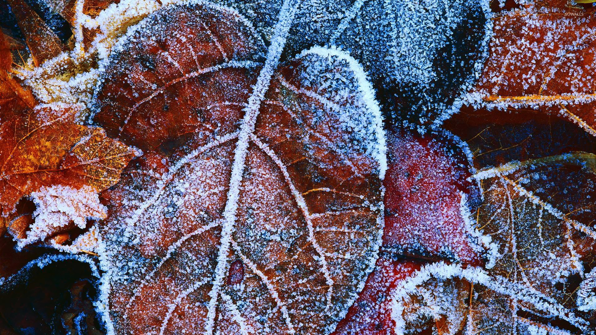 Frosty leaves wallpaper - Photography wallpapers - #16288