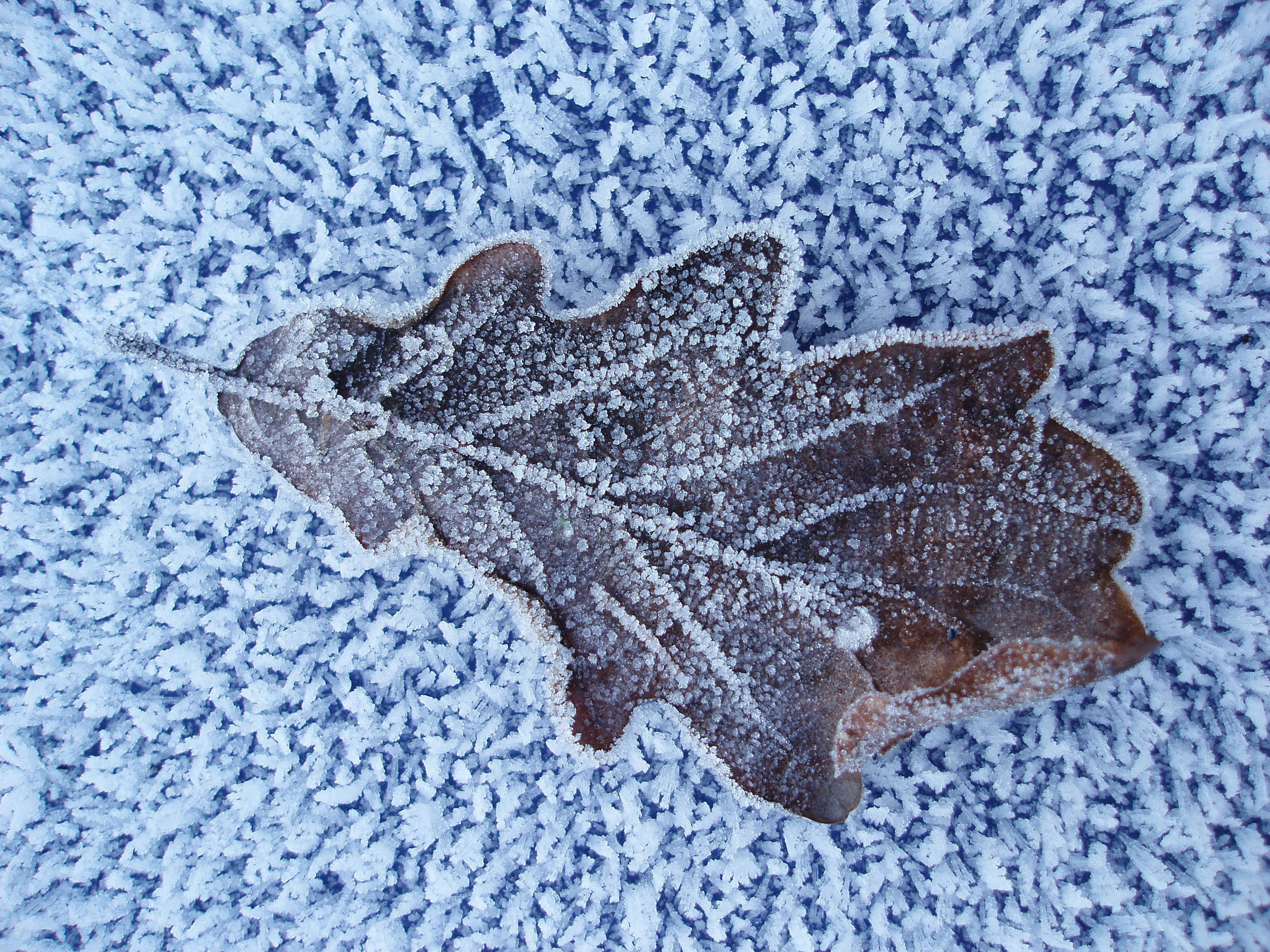 frosty leaves | Frosty Leaves | Pinterest