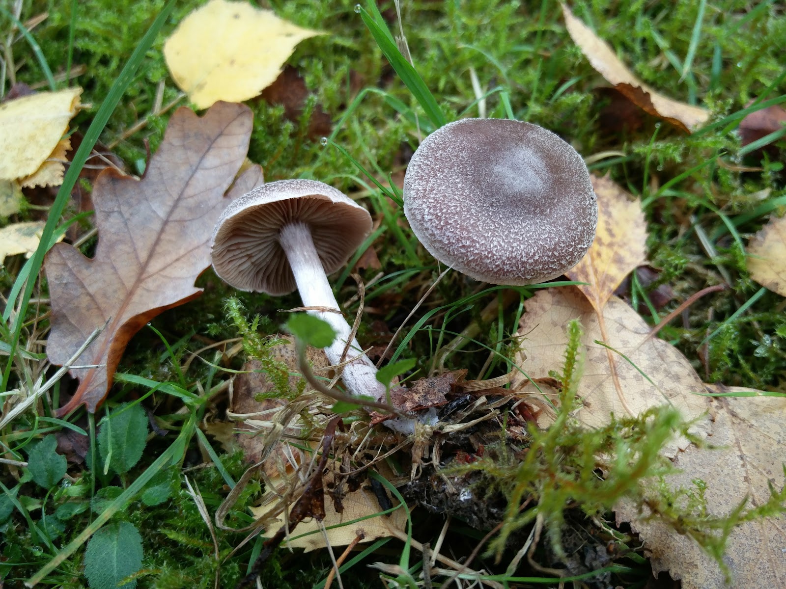 Misidentifying Fungi: September 2017