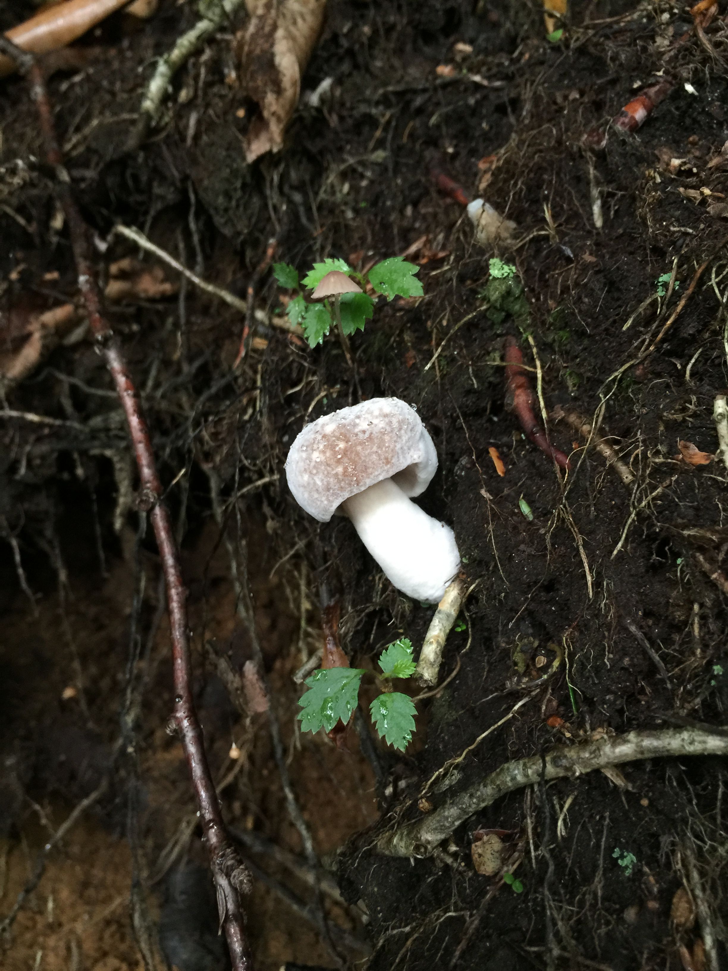 Frosty little mushroom | Woodsy Wonders | Pinterest