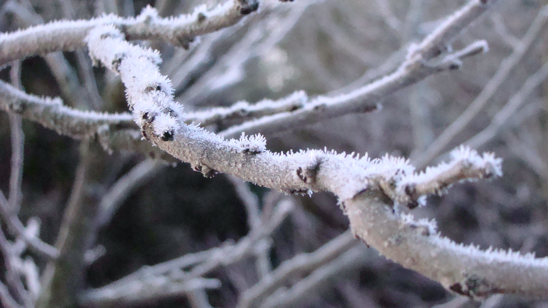 Frosty twigs photo
