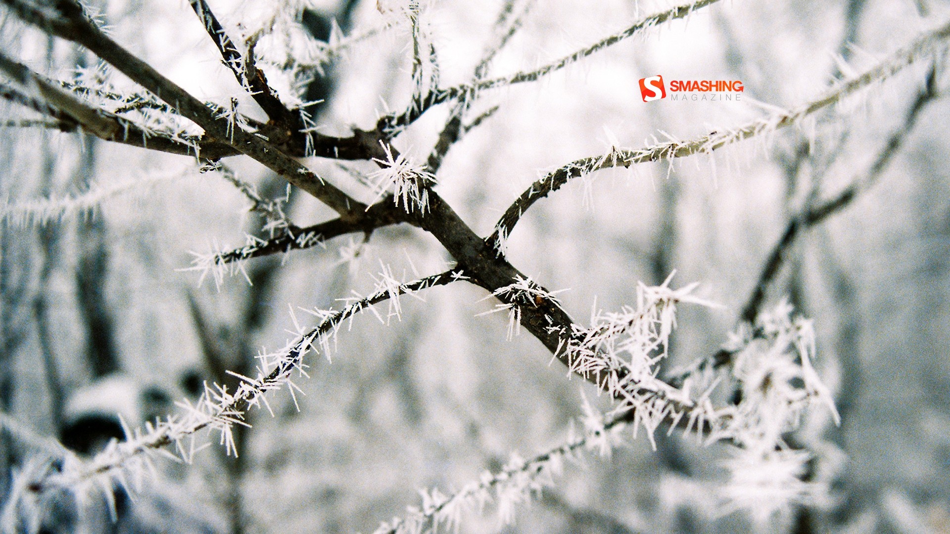 Winter: Abstract Up Twigs Frost Nature Winter Frosty Macro Frosted ...