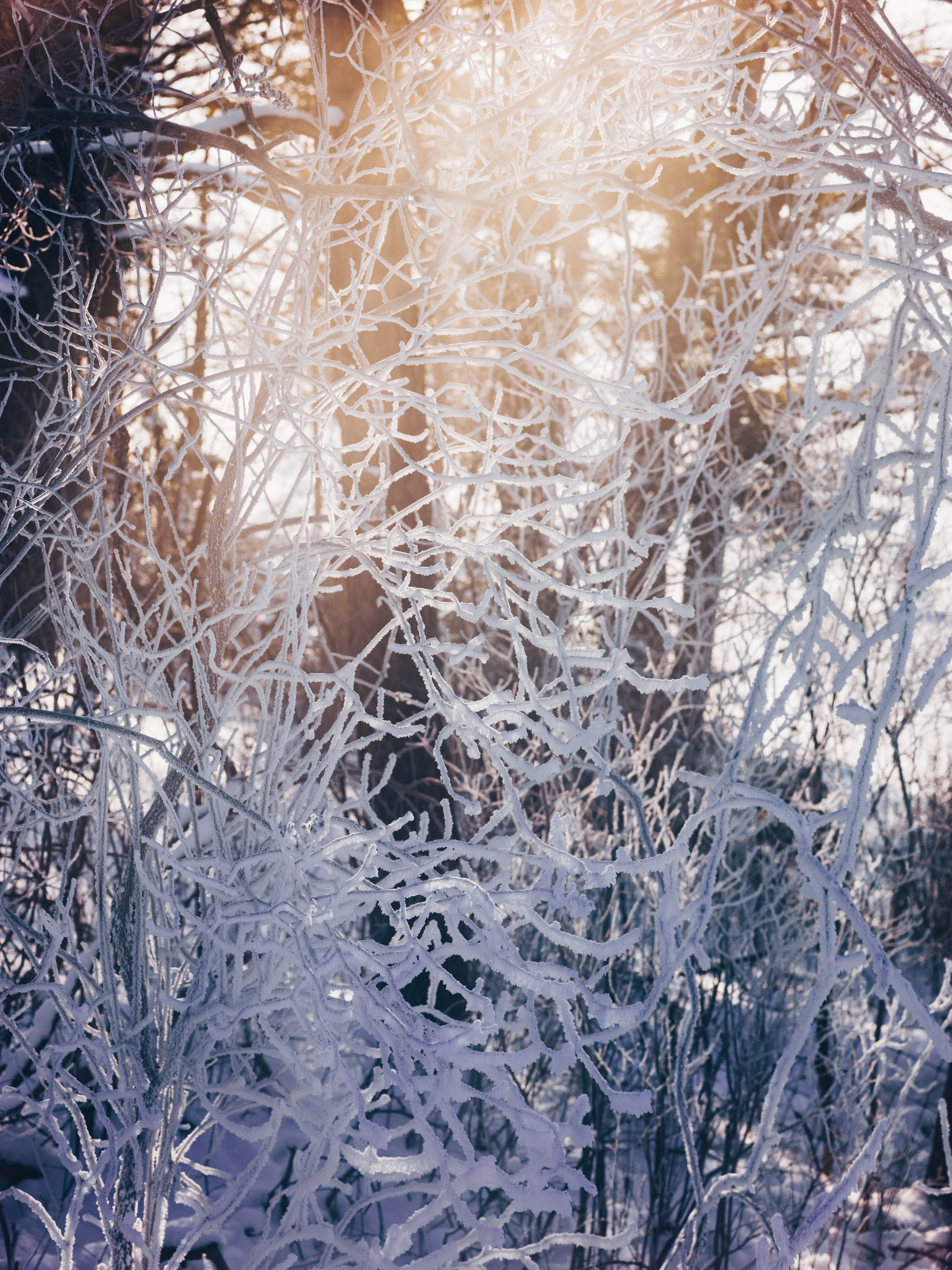 Frosty Twigs – Duncan.co