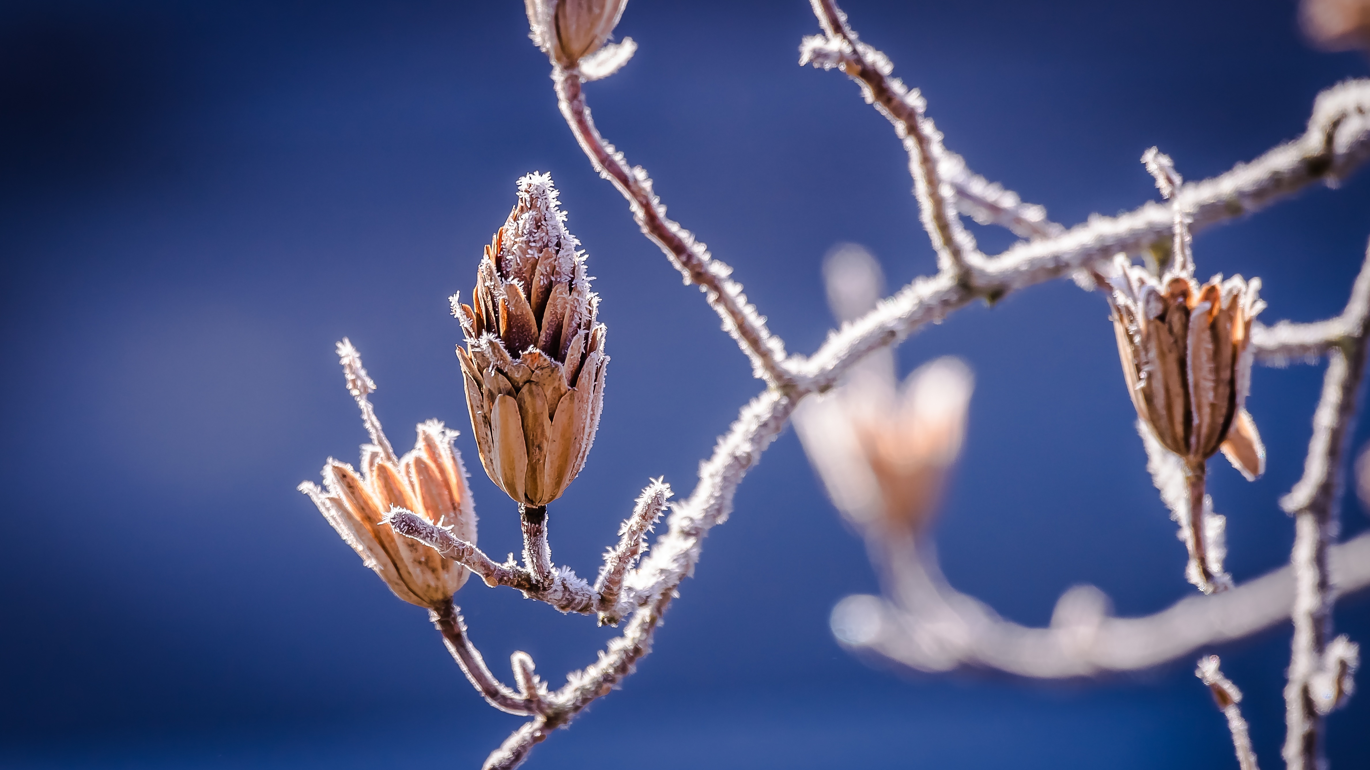 Frozen, Cold, Flower, Freeze, Ice, HQ Photo