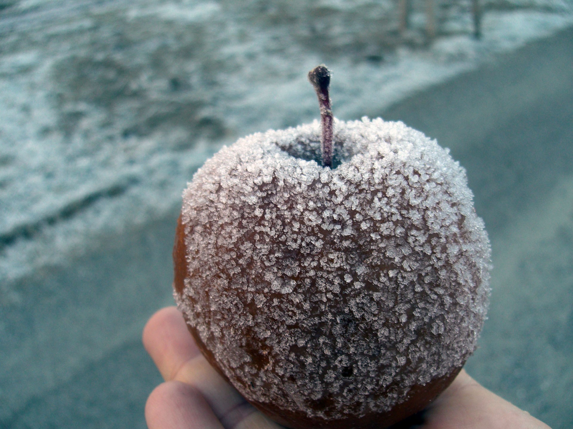 Frozen apple photo