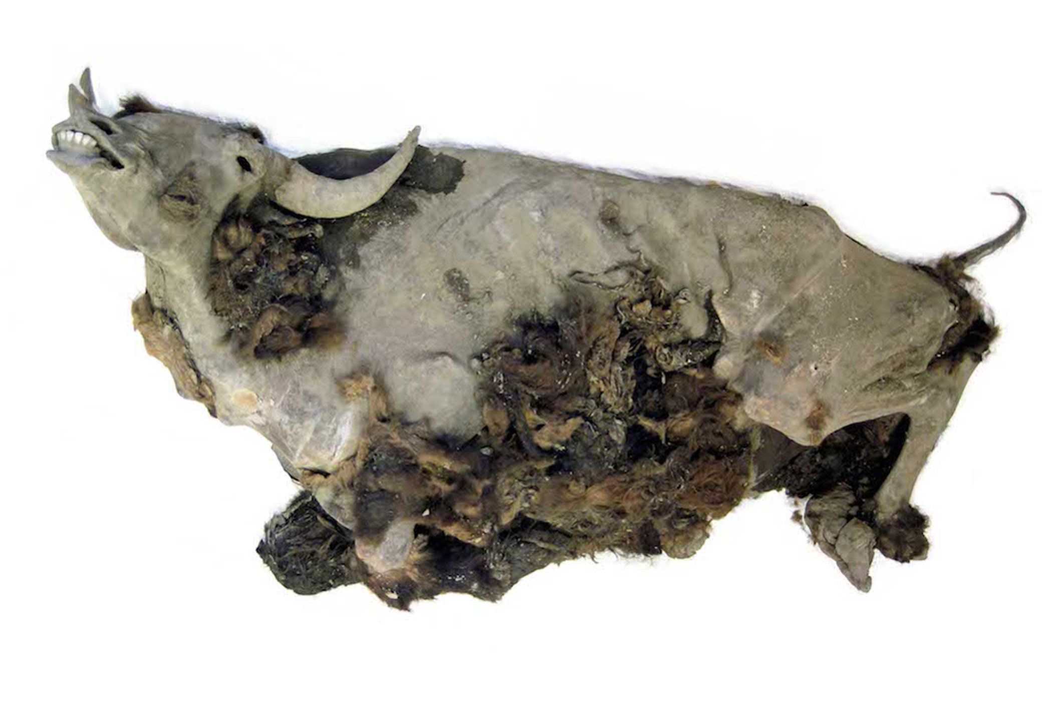 Photos: 9,000-Year-Old Bison Mummy Found in Siberia