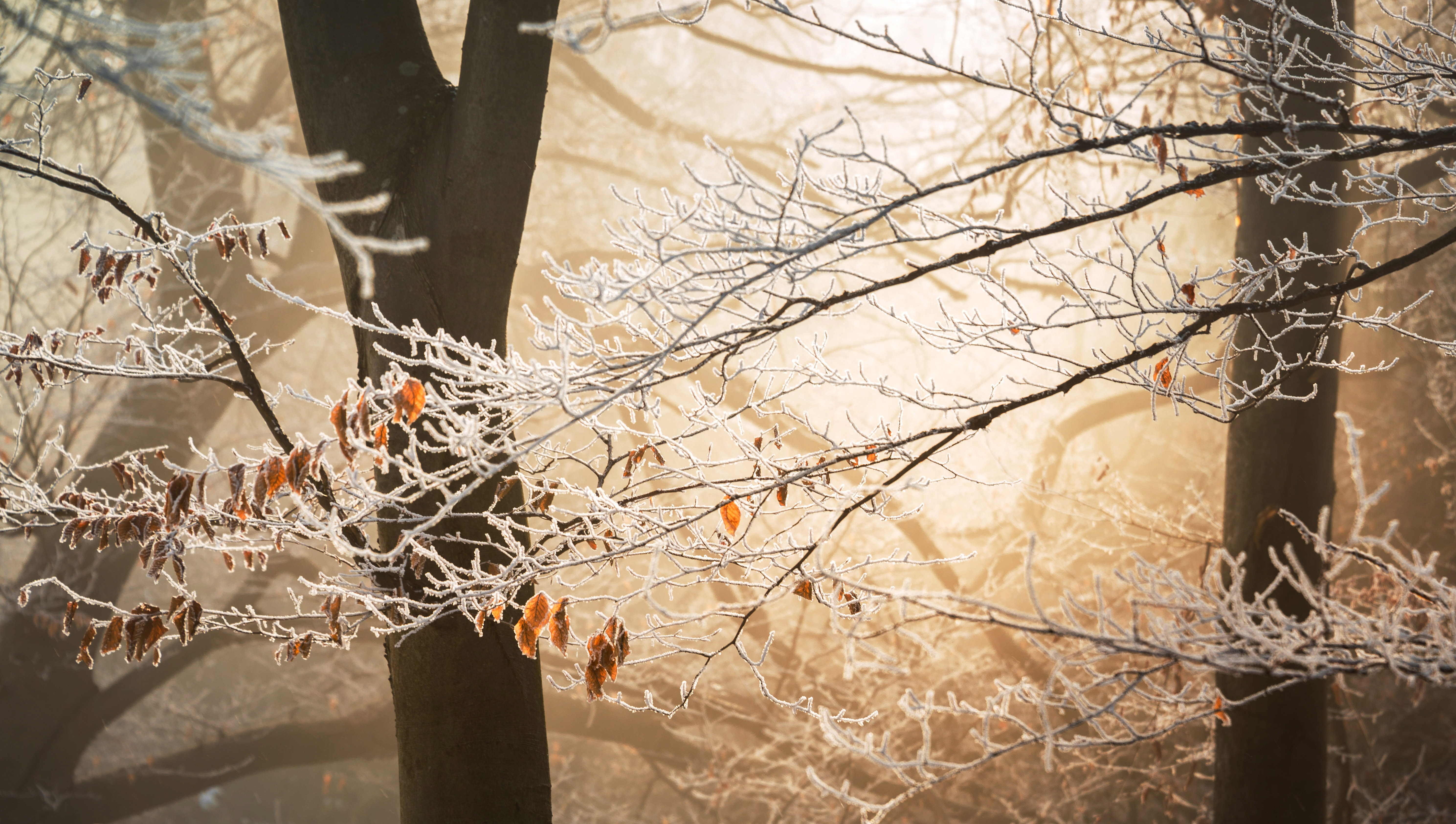 Frozen branches photo