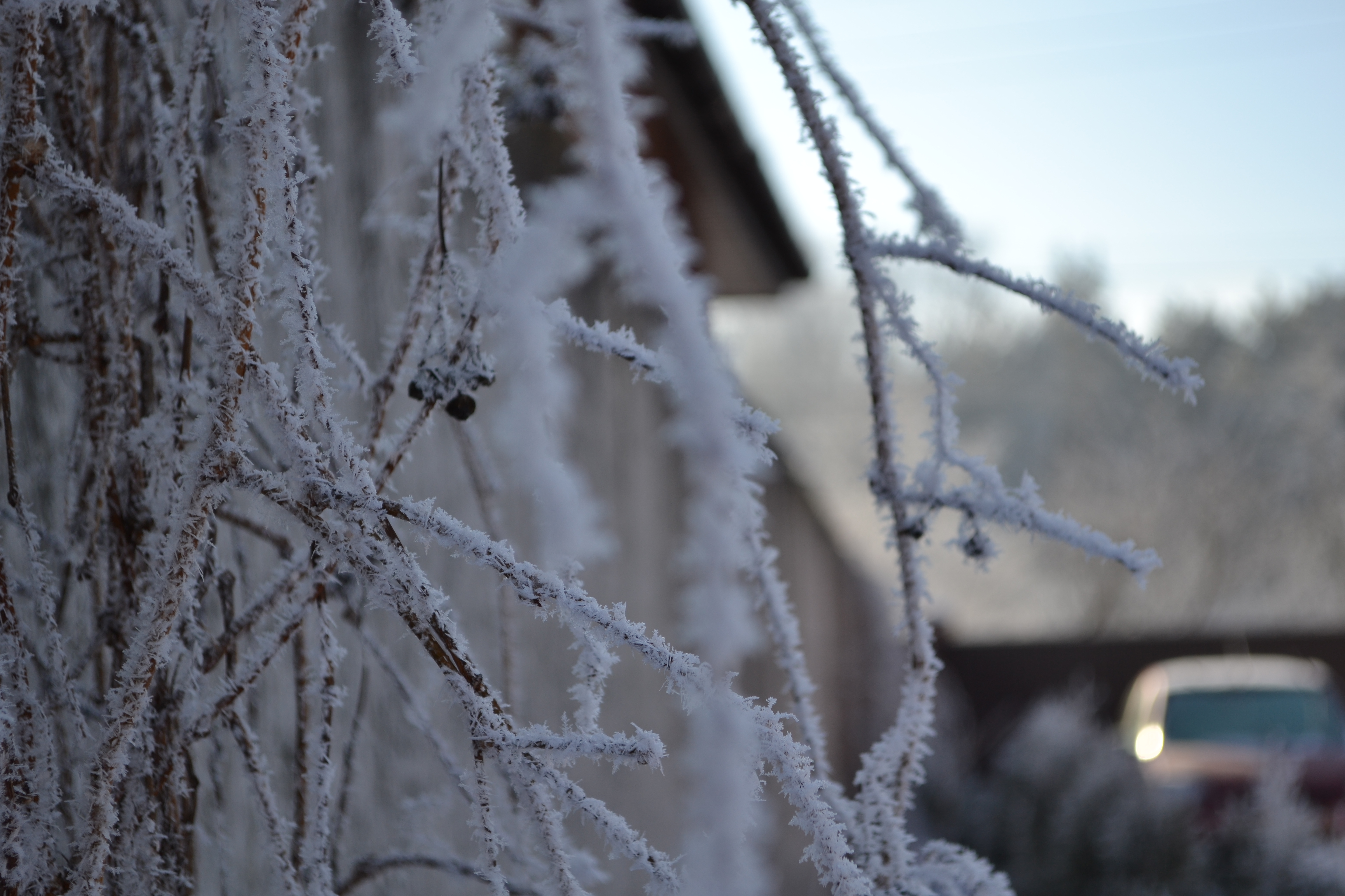 Frozen branches photo