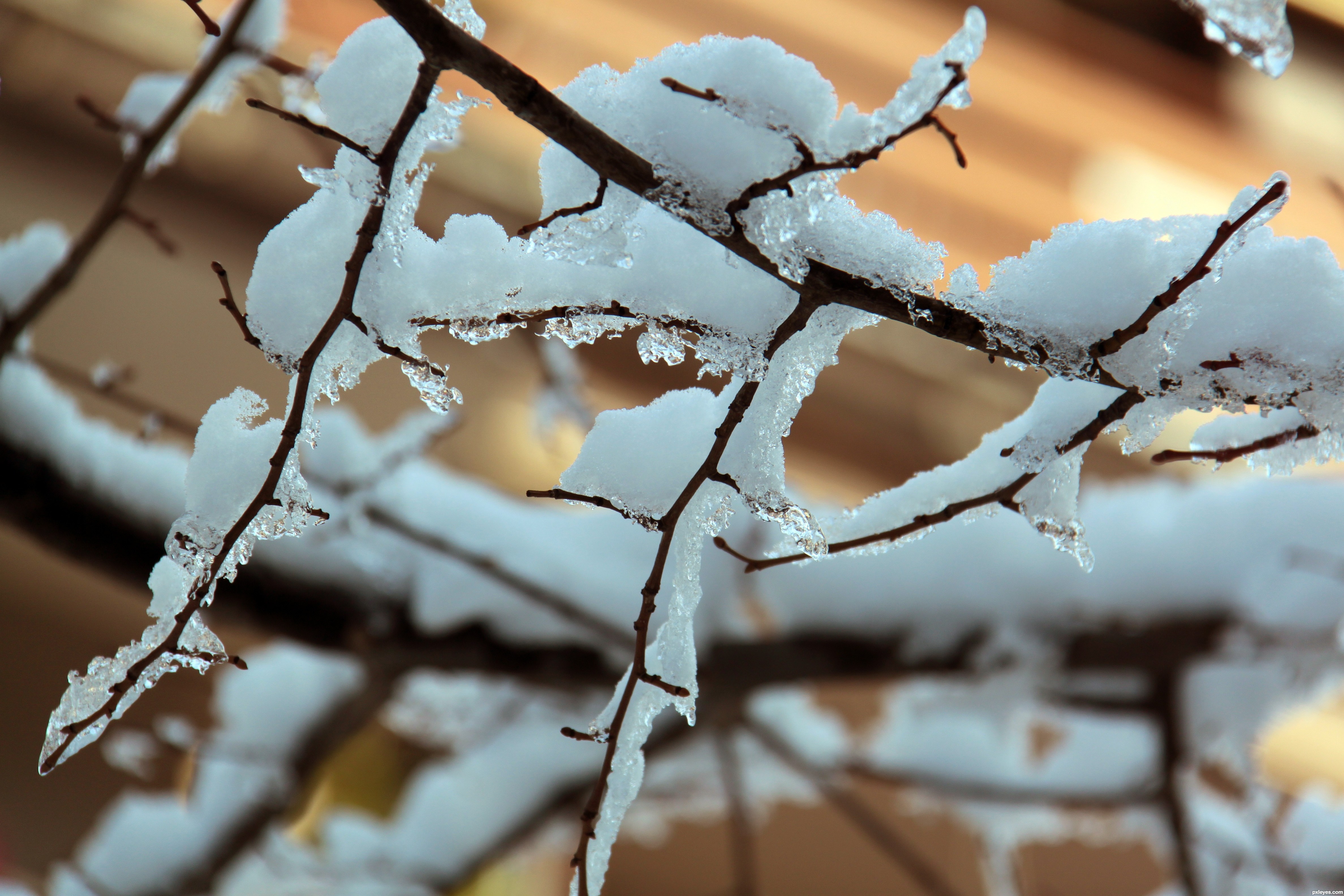 Frozen branches picture, by patty for: ice 2 photography contest ...