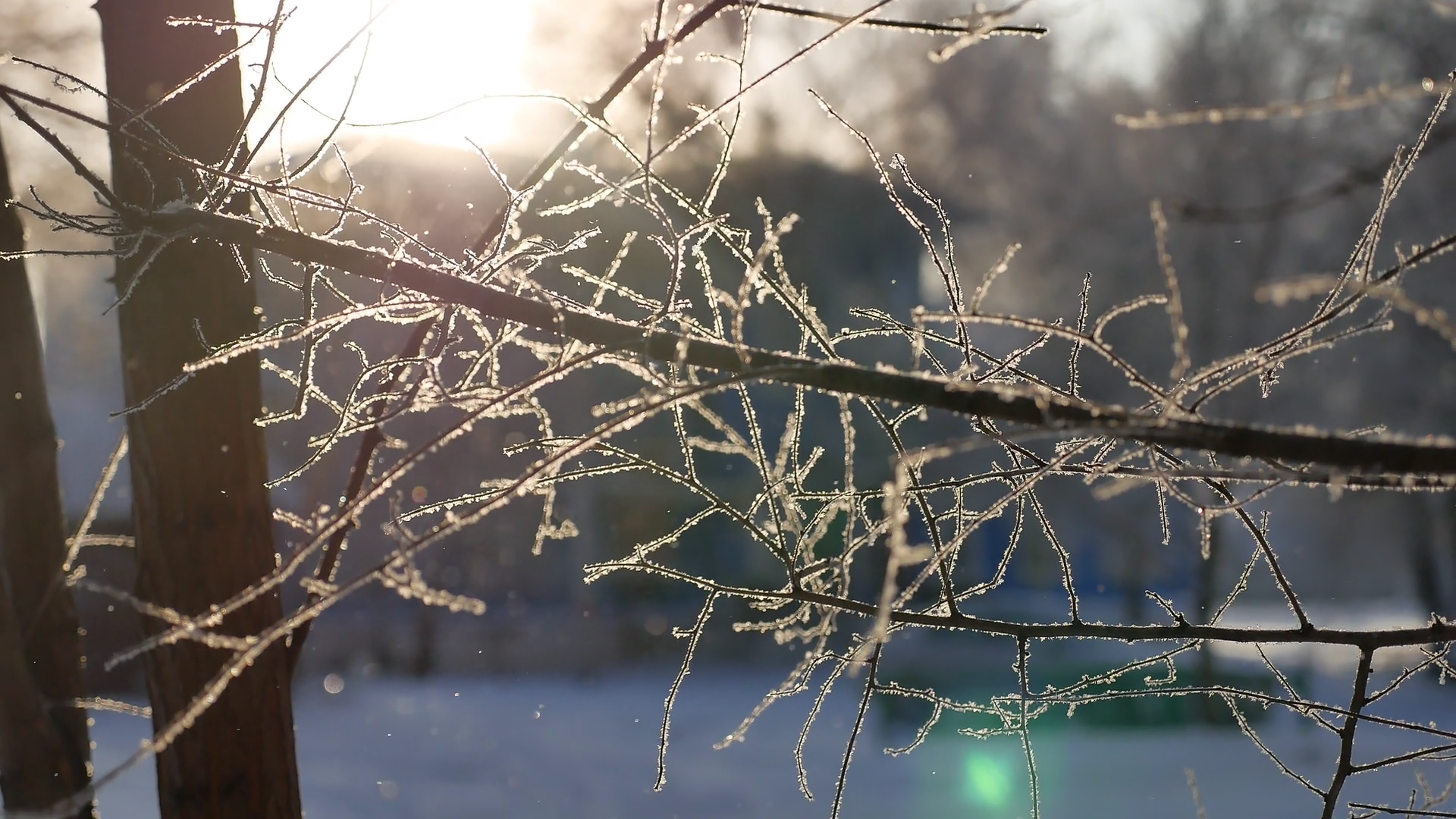 frozen tree branches sun glare beautiful sunlight winter the ...