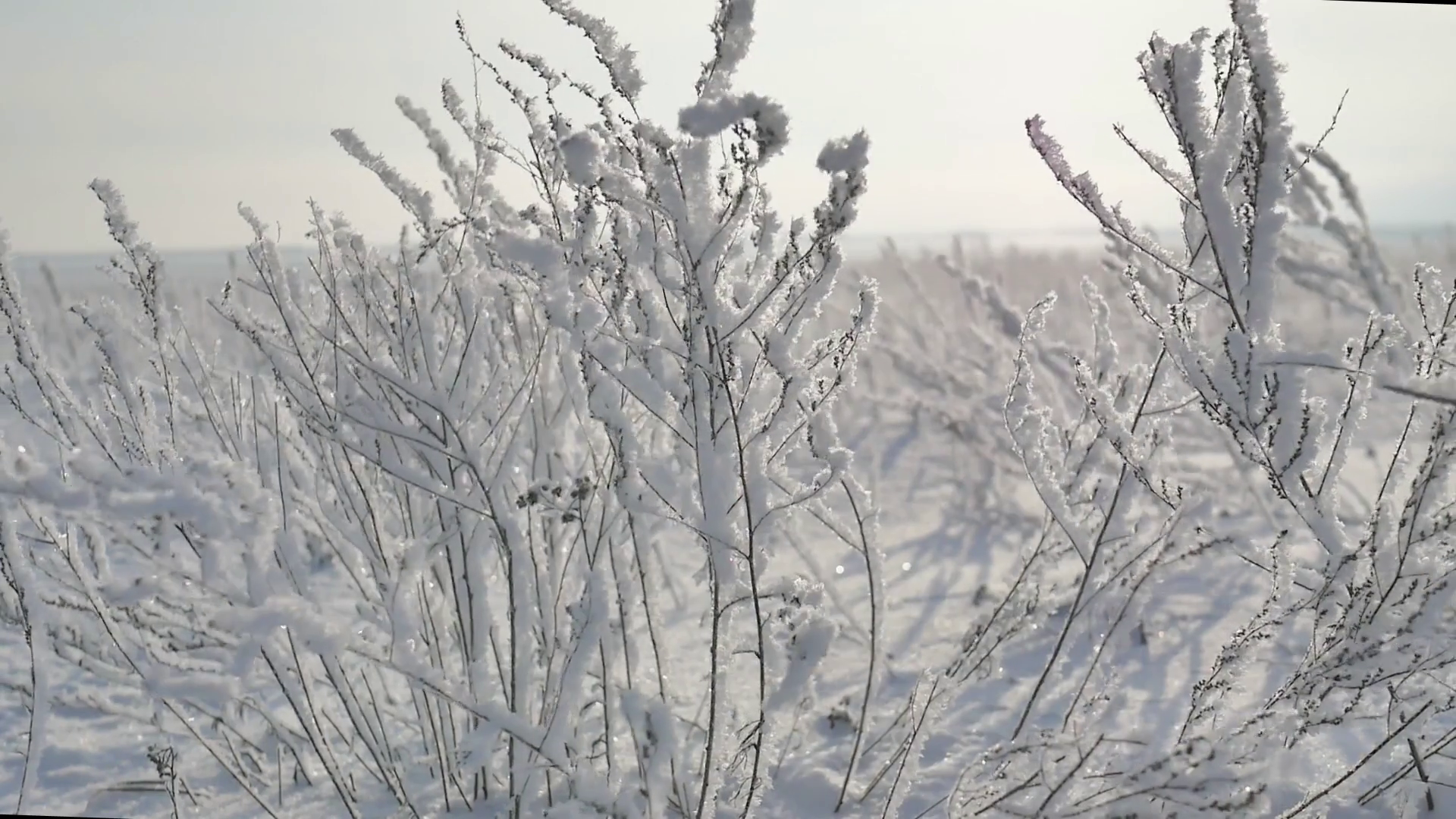 Frozen branches of grass on field in frost snowflakes winter snow ...