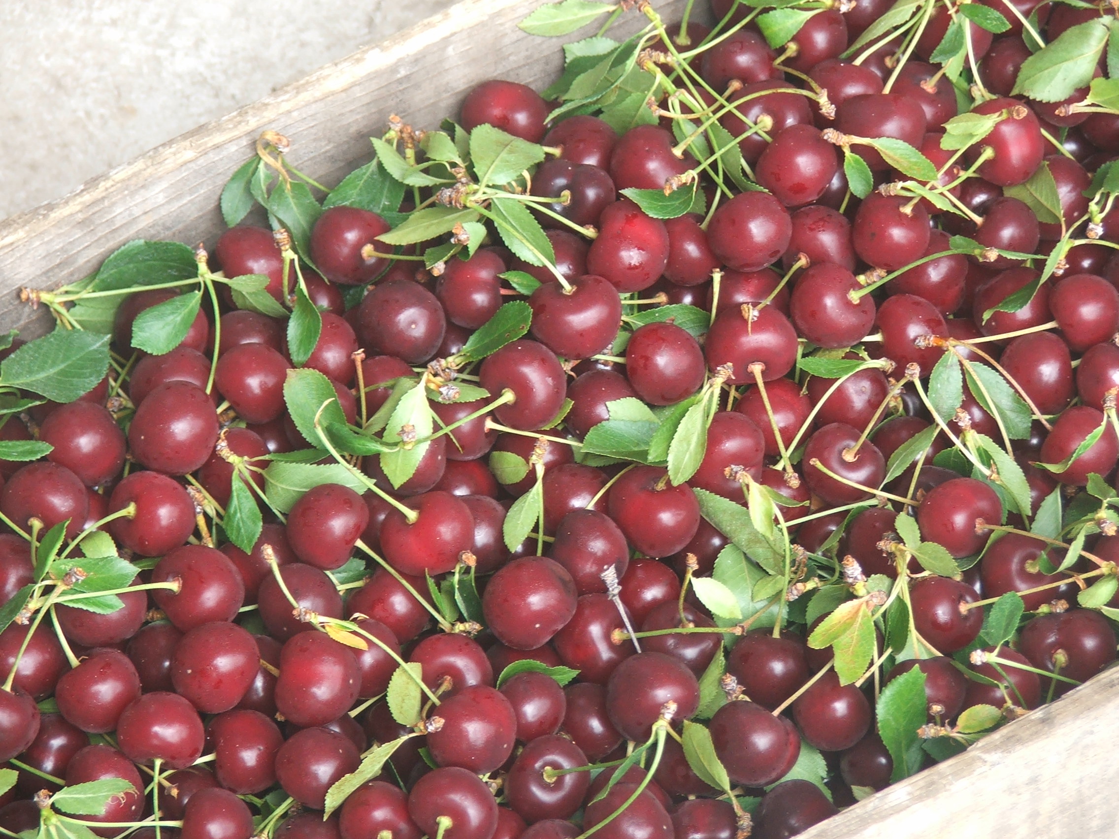 Frozen Pitted Balaton Tart Cherries- 40 lbs. Bulk - King Orchards