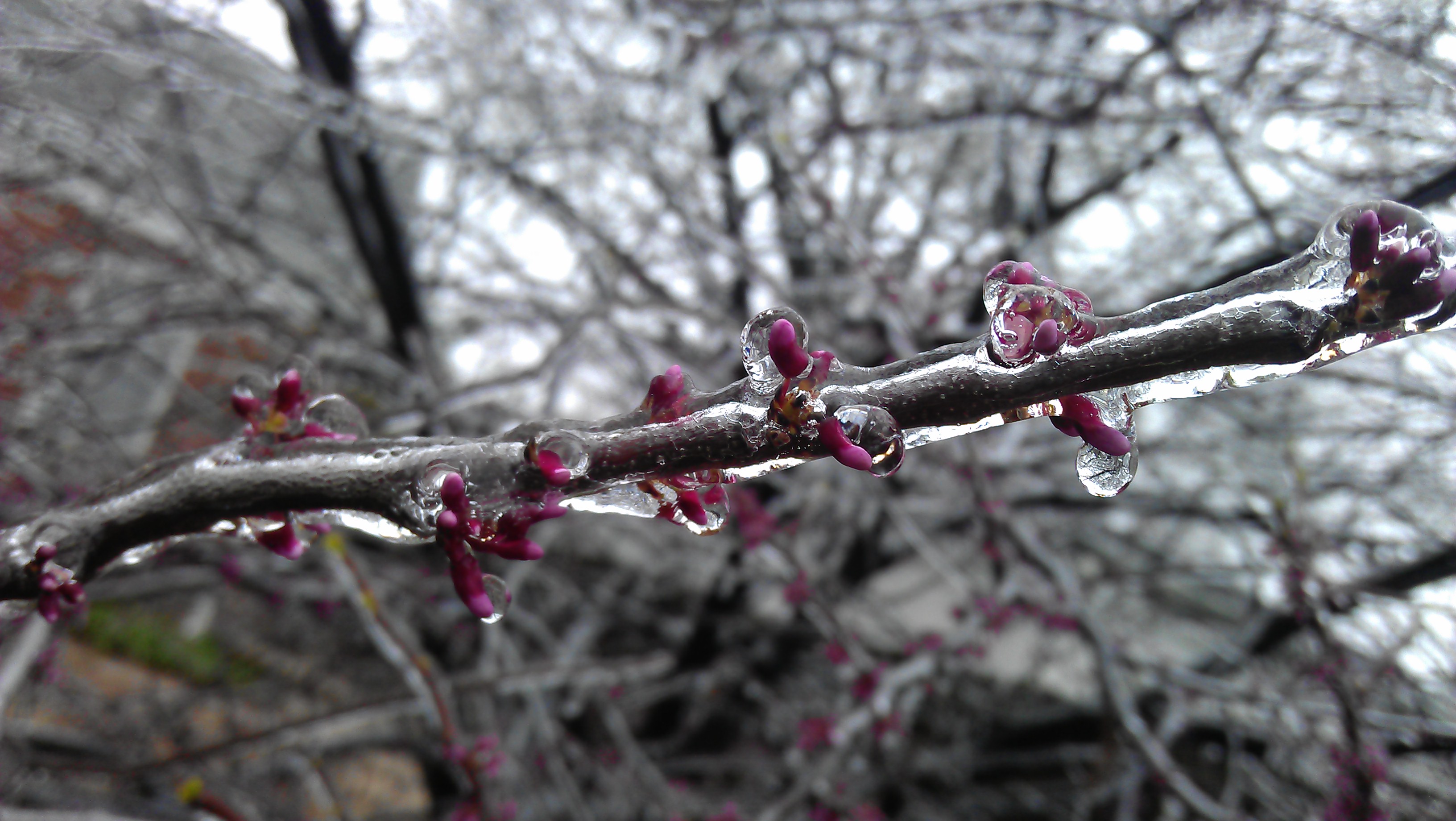 Frozen cherry blossom photo