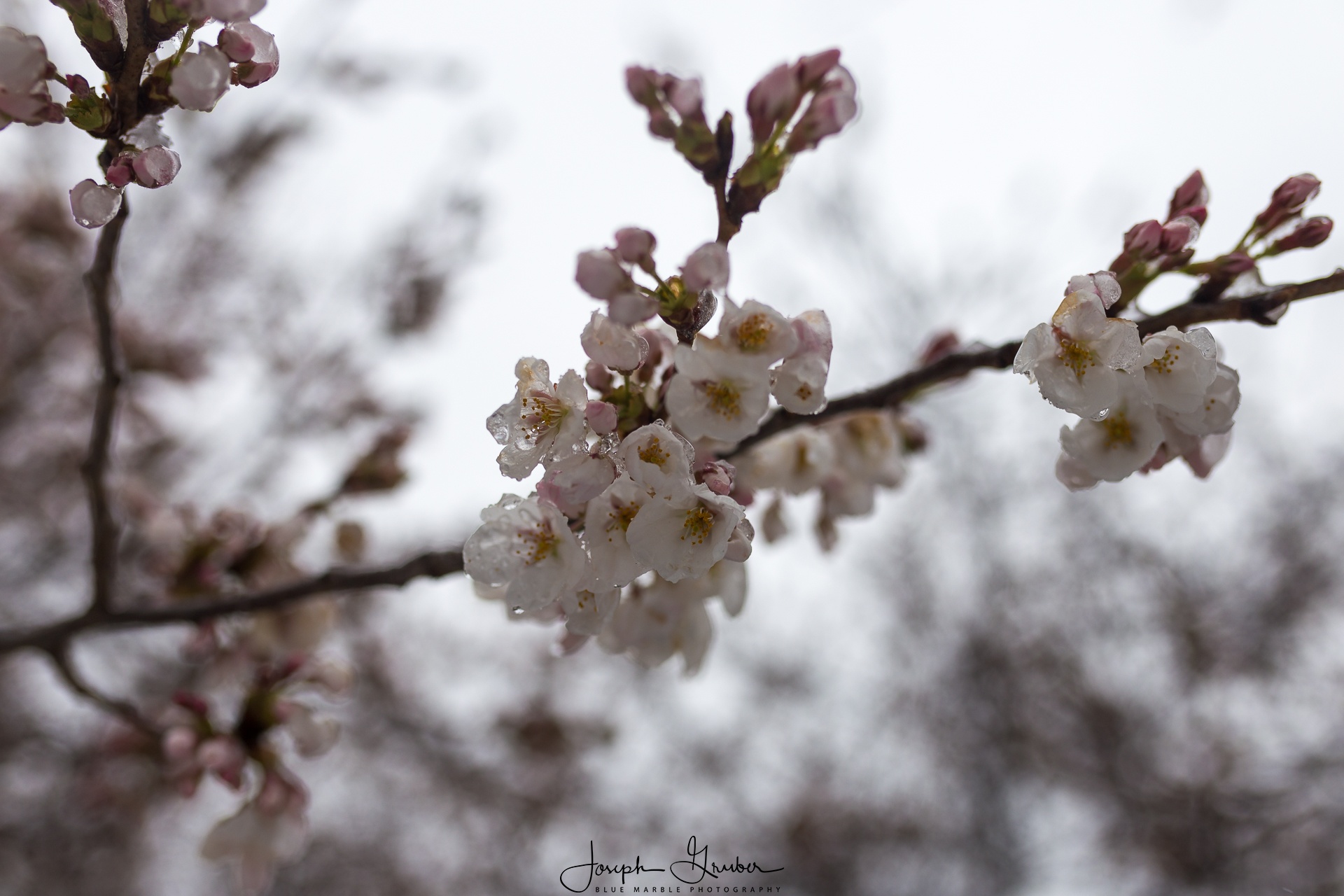 They're Good Cherry Blossoms, John - Blue Marble Photography