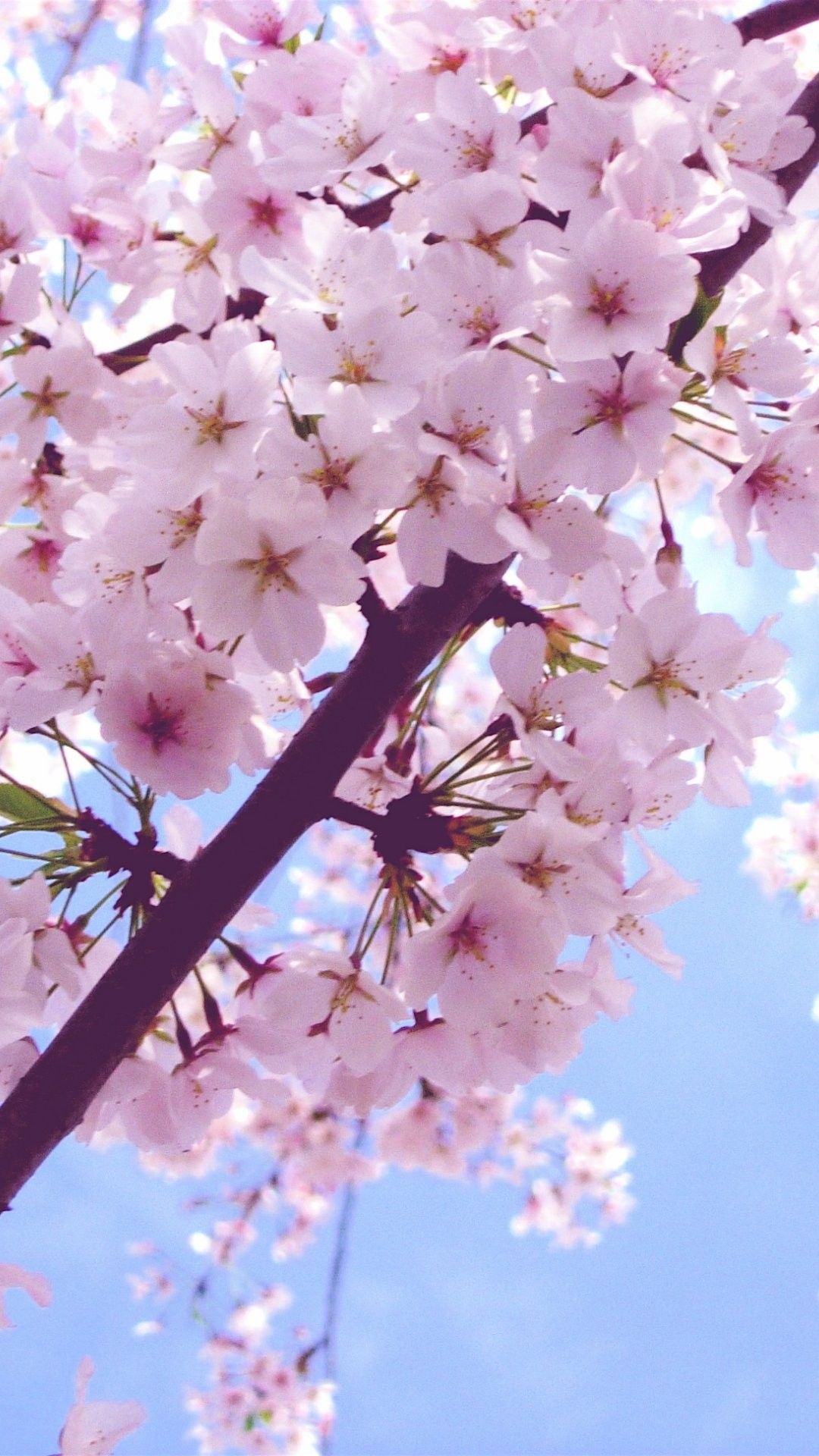 Cherry Blossom iPhone 6 Plus Wallpaper 6556 - Flowers iPhone 6 Plus ...