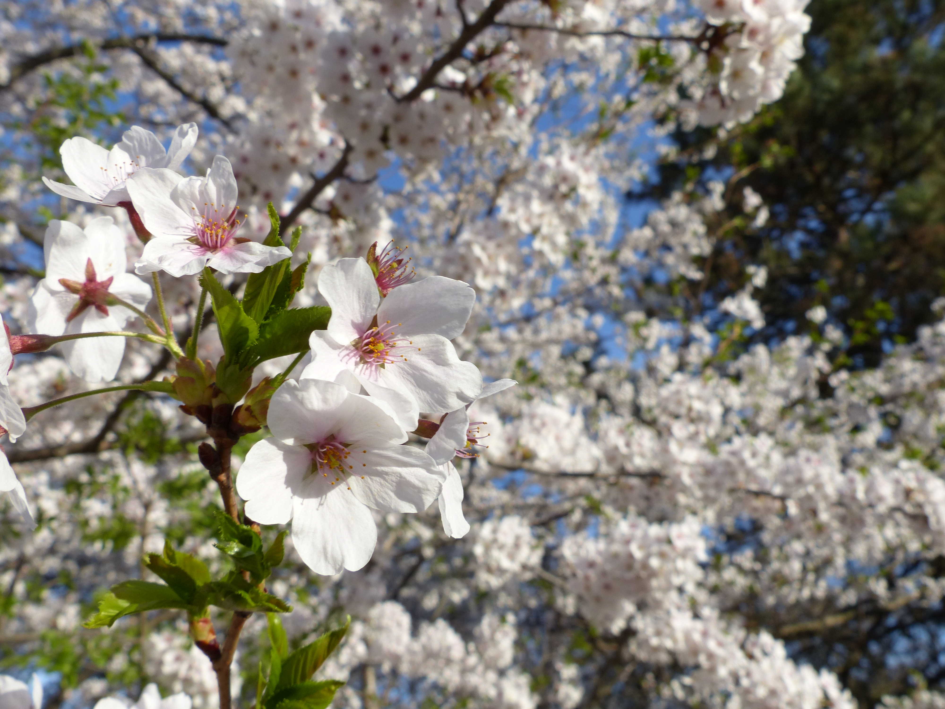High Park's Cherry Blossom – Brown Bear Travels