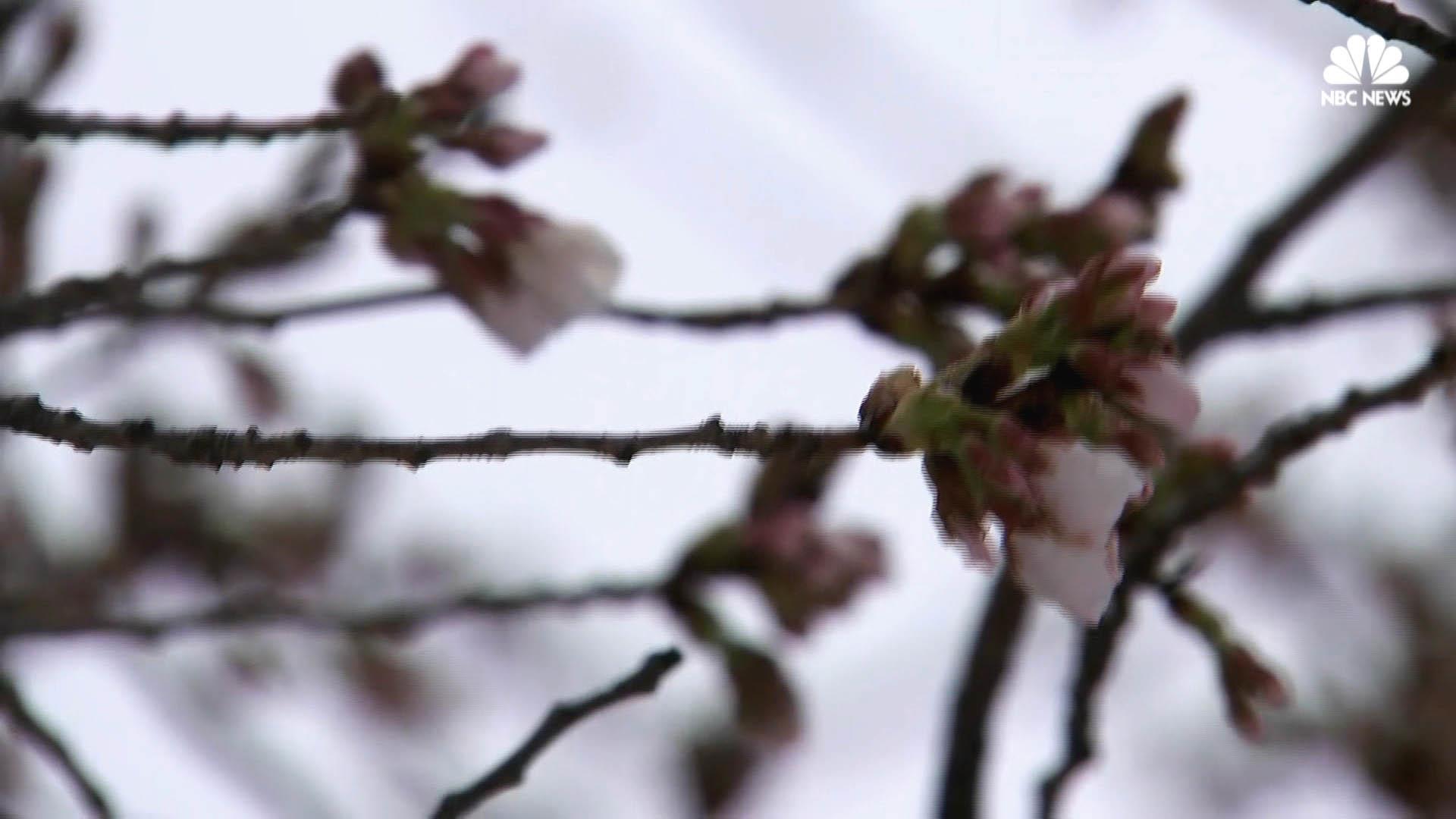 D.C.'s Cherry Blossoms Losing Half Their Blooms Due to Weather - NBC ...