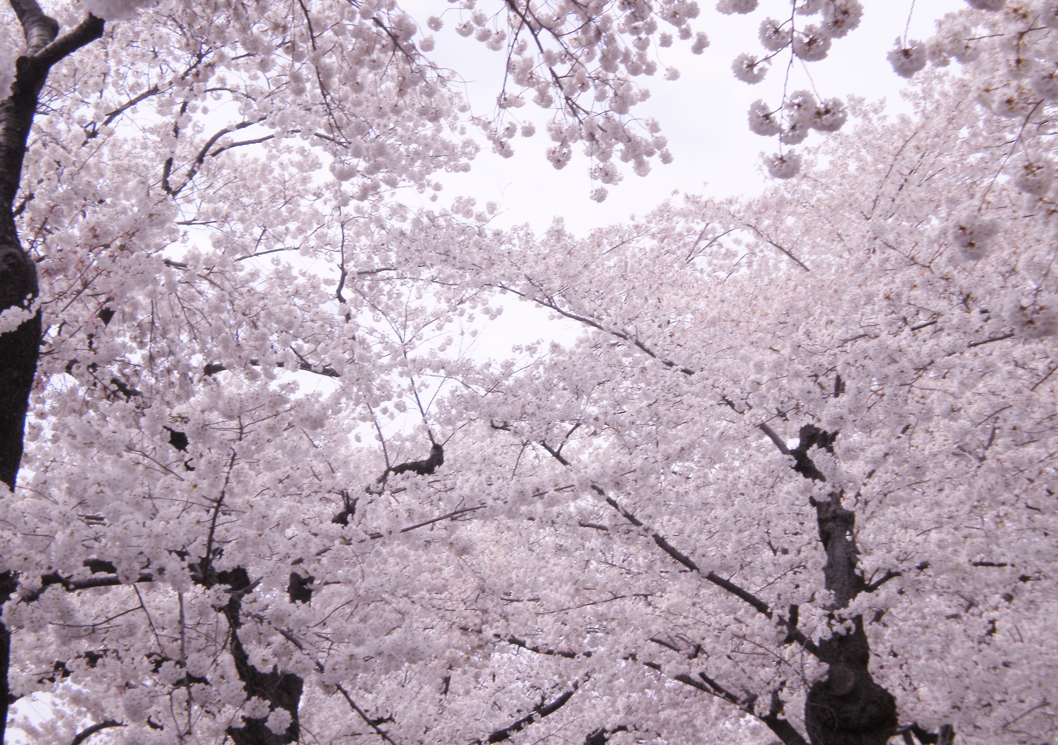 Frozen cherry blossom photo