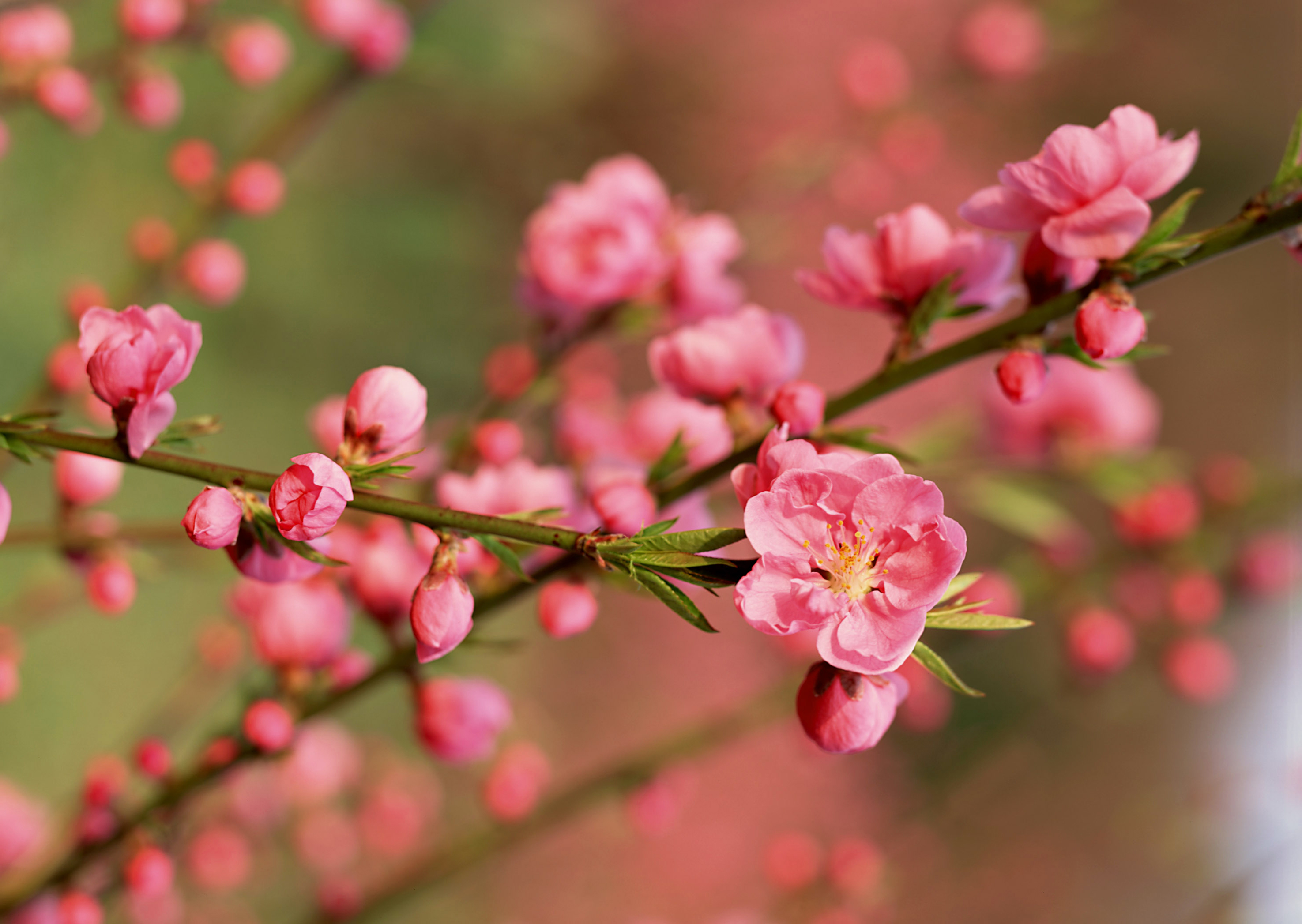 Cherry Blossom Wallpaper | Gallery Yopriceville - High-Quality ...