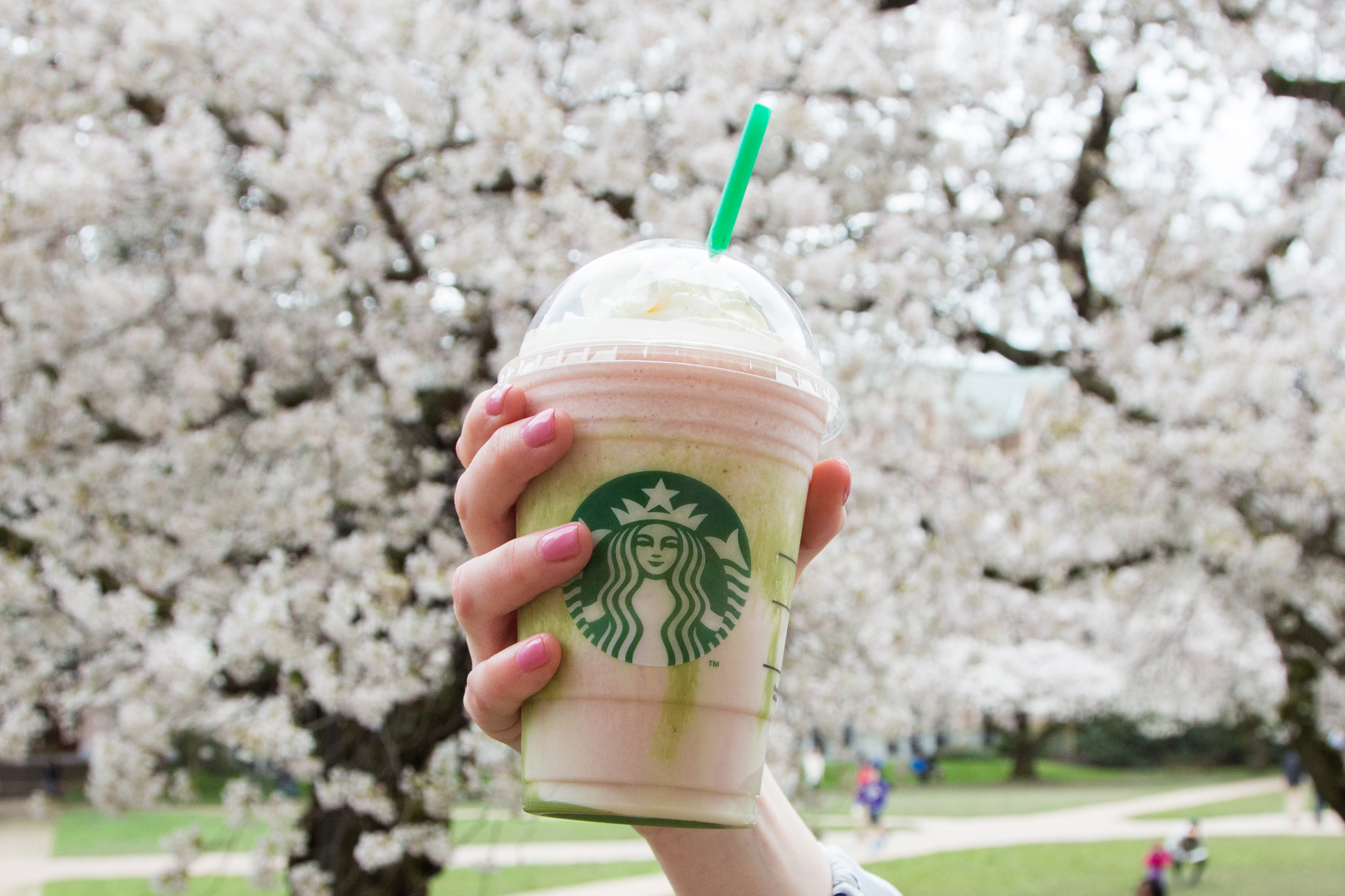 Starbucks' Cherry Blossom Frappuccino Is Only Available For 5 Days ...