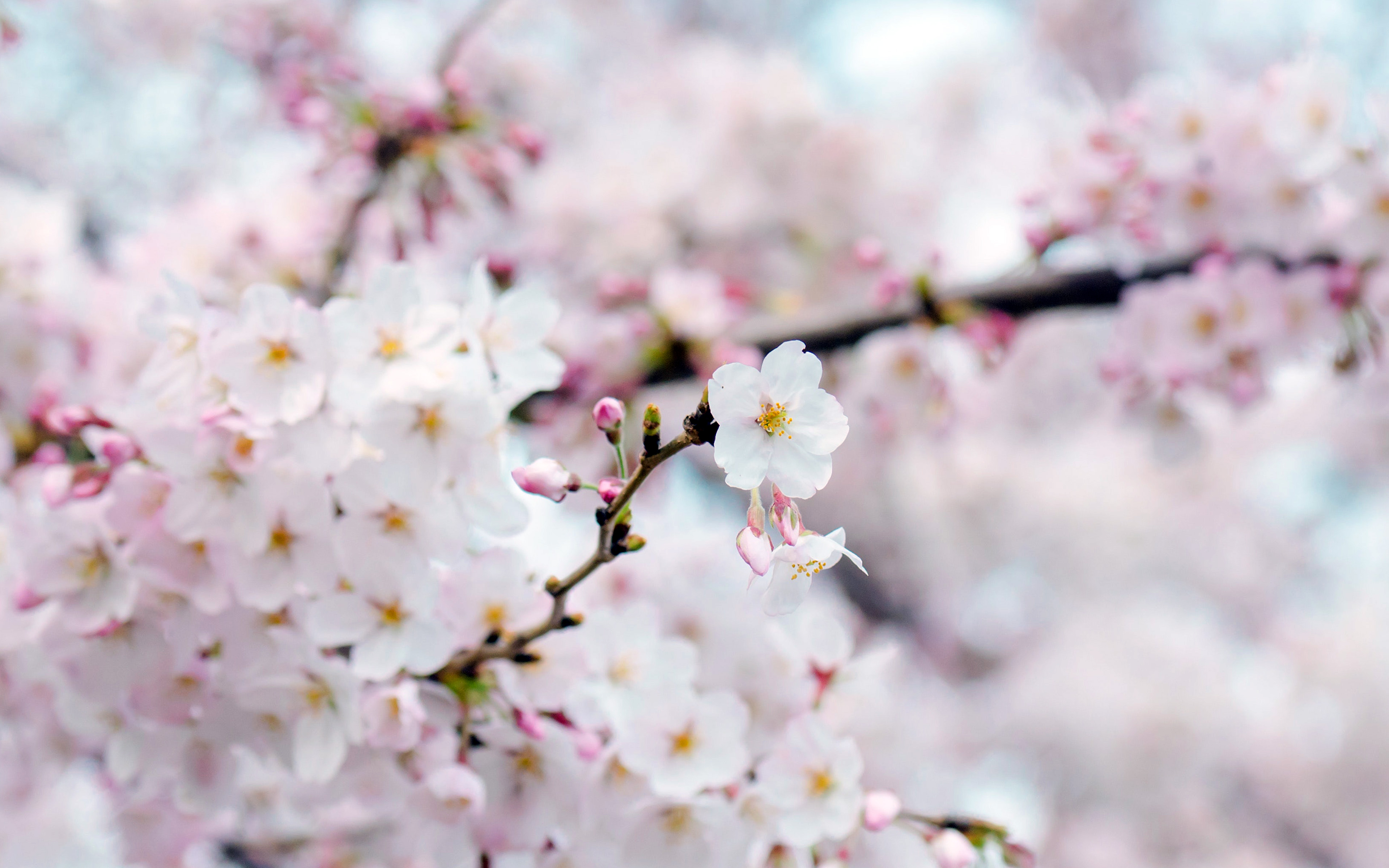 PAPERS.co | desktop wallpaper | nx70-cherry-blossom-flower-spring ...