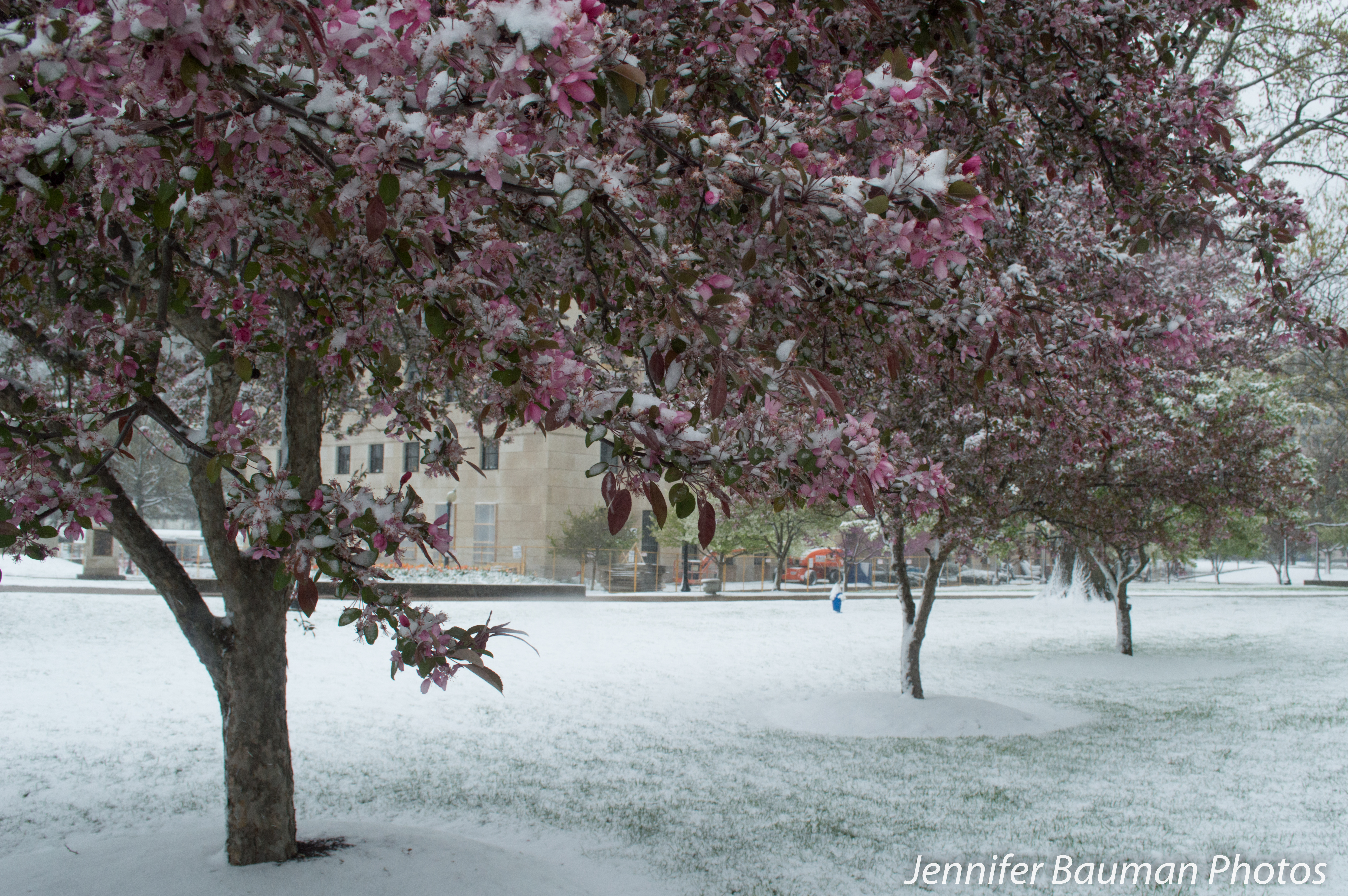 Is It Spring Yet? - Jennifer Bauman Photos