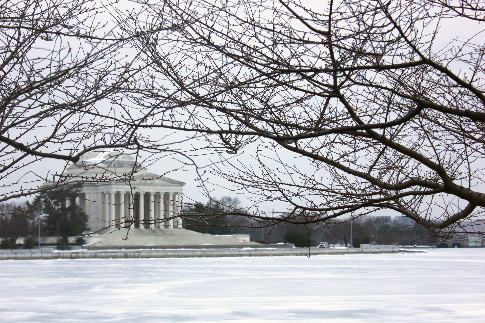 Cherry blossoms wait as cold controls D.C. | Scripps Howard ...