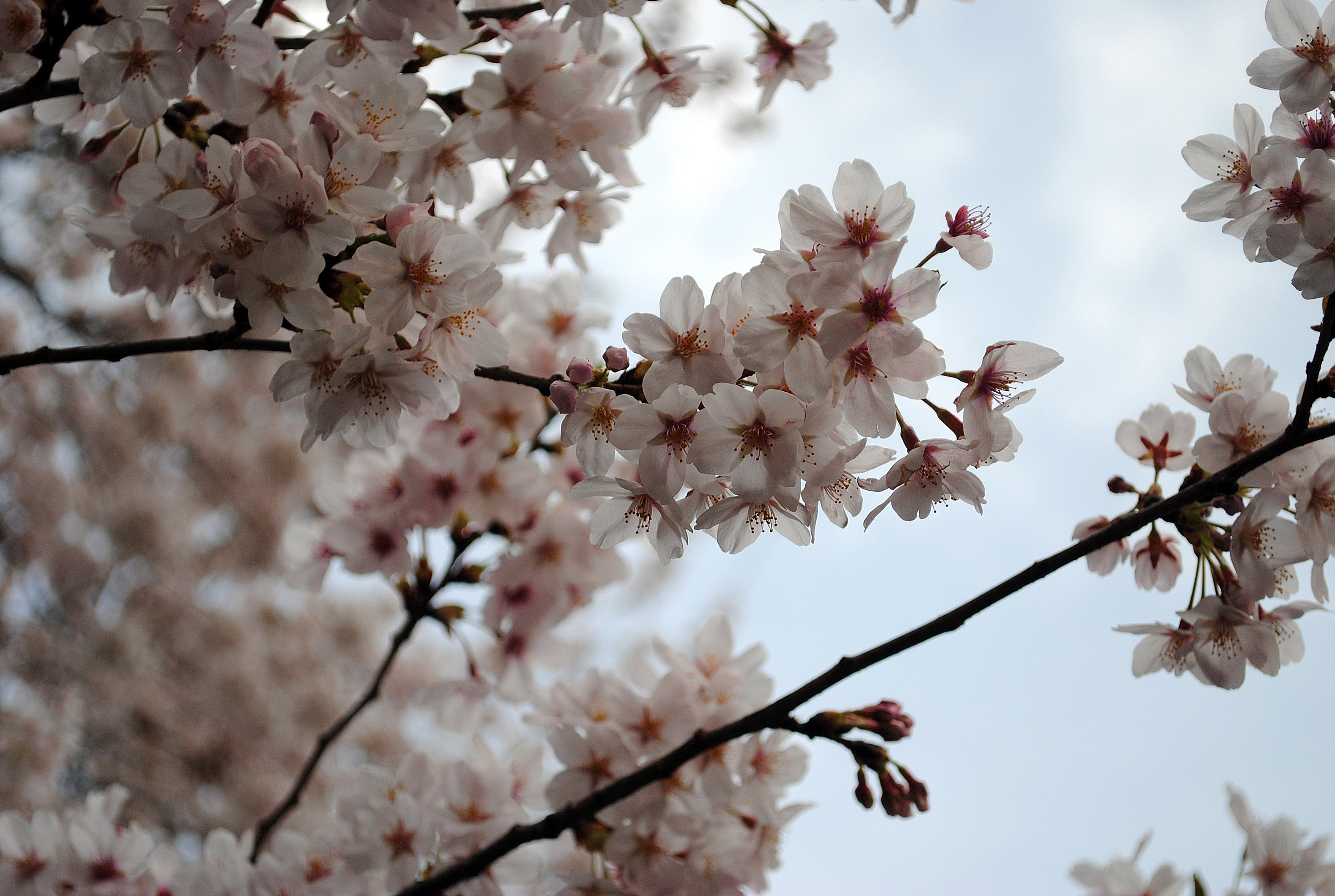 cherry blossom | oh my omiyage
