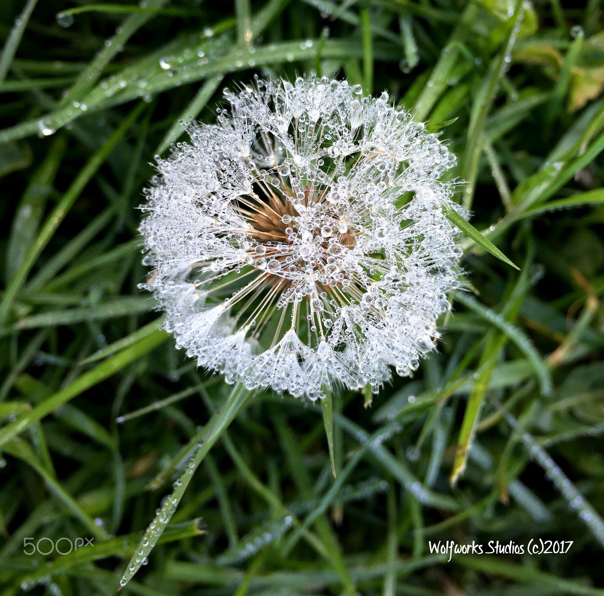Frozen Dandelion / 500px | My Photography: Rachel Wolf | Pinterest ...