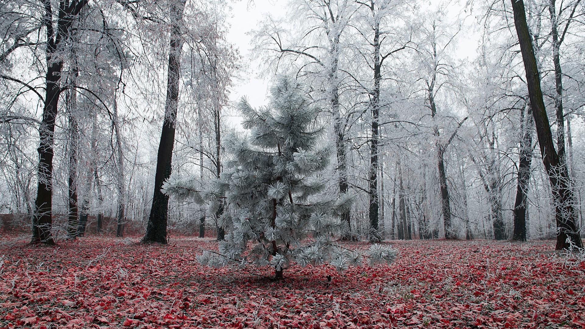 Frozen Forest Wallpaper | Wallpaper Studio 10 | Tens of thousands HD ...