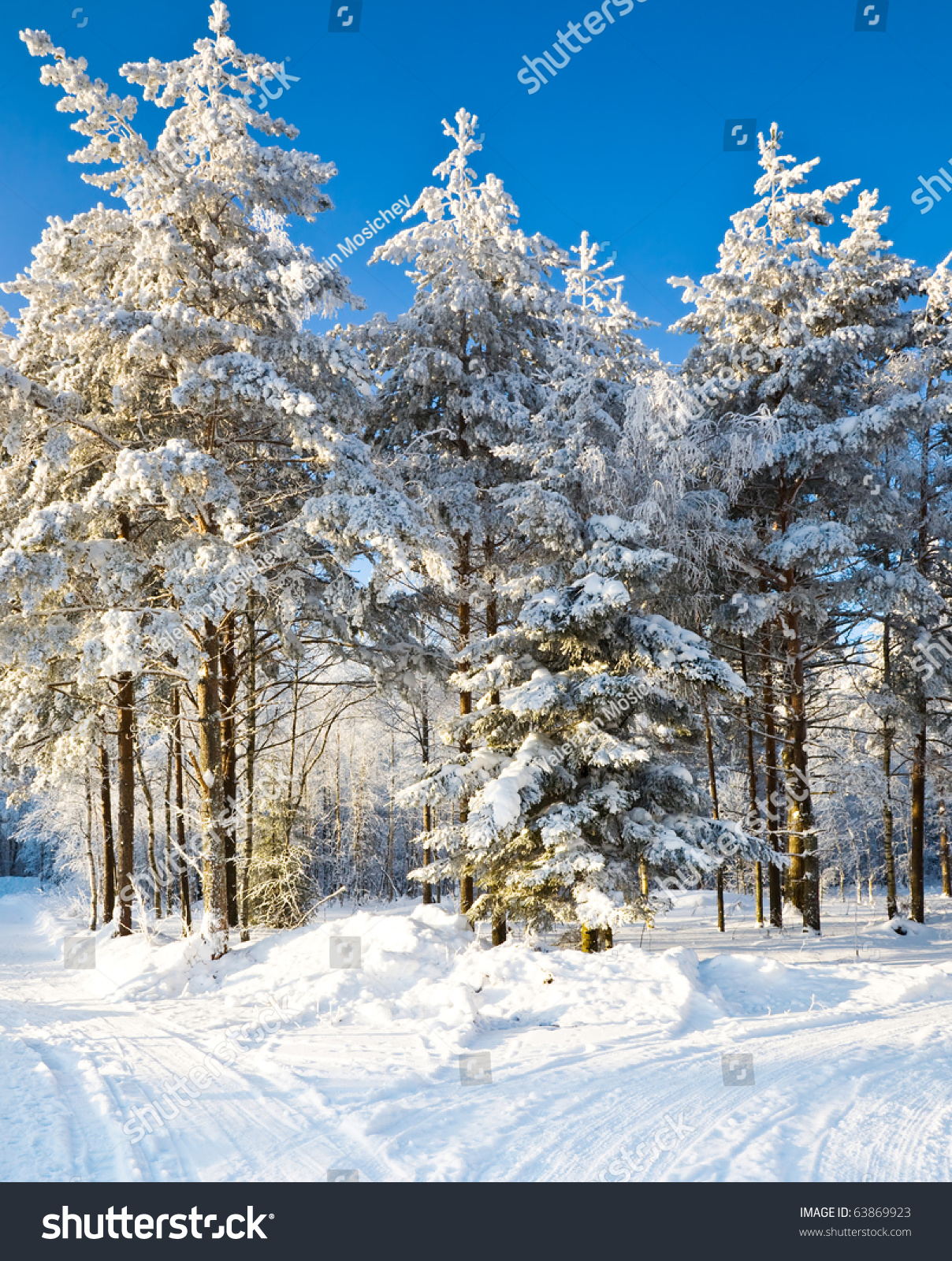 Winter Landscape Frozen Forest Stock Photo (Royalty Free) 63869923 ...
