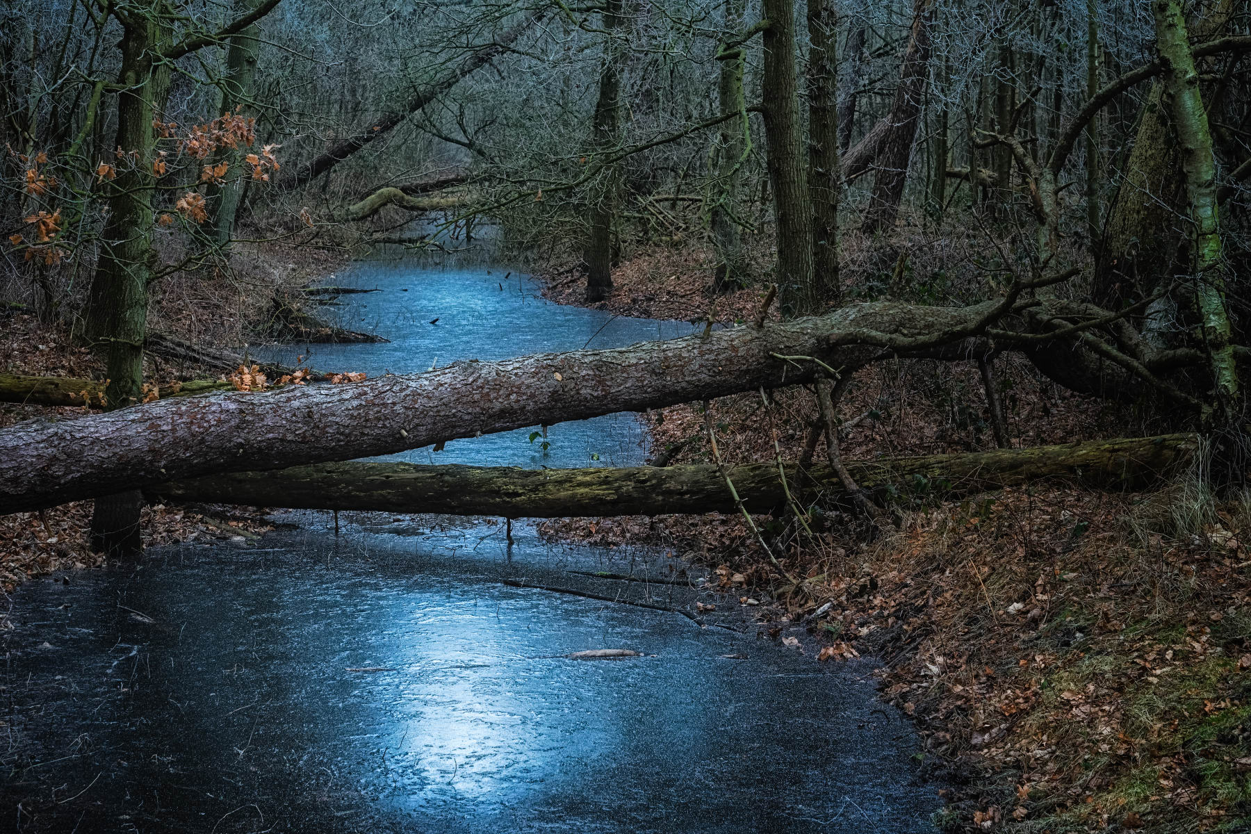 frozen forest ditch | Stan Schaap PHOTOGRAPHY