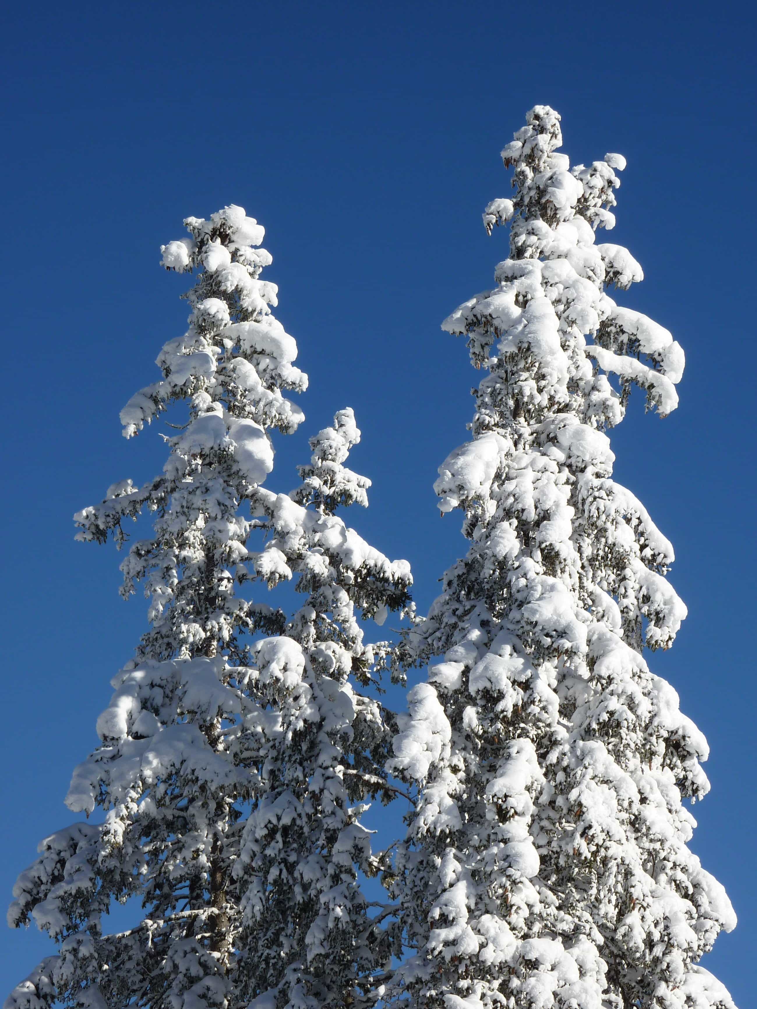 Free picture: hill, blue sky, snow, conifer, climate, winter, frost ...