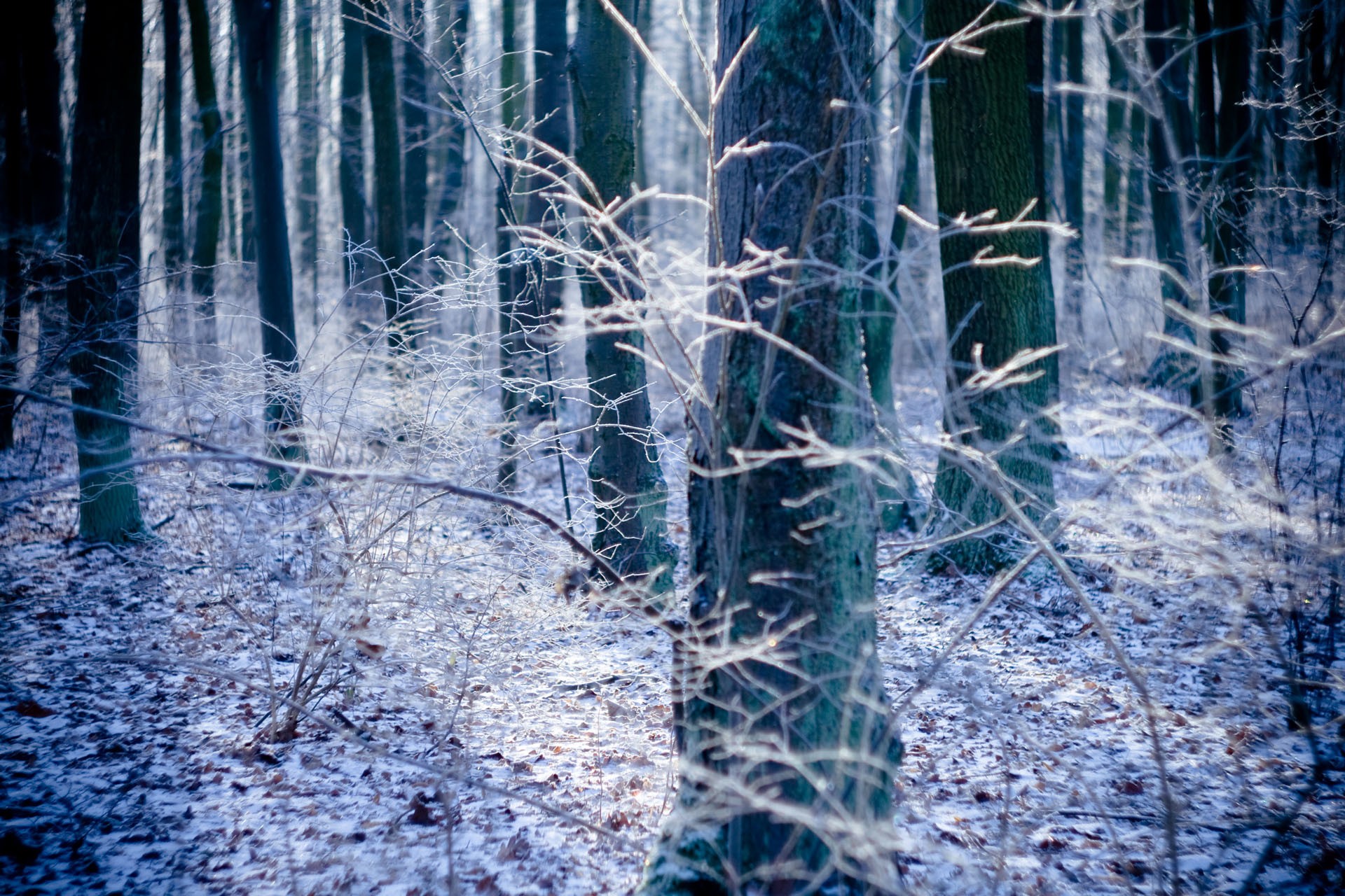 Winter: Trees Frost Tree Frozen Forest Winter Morning Wallpaper For ...