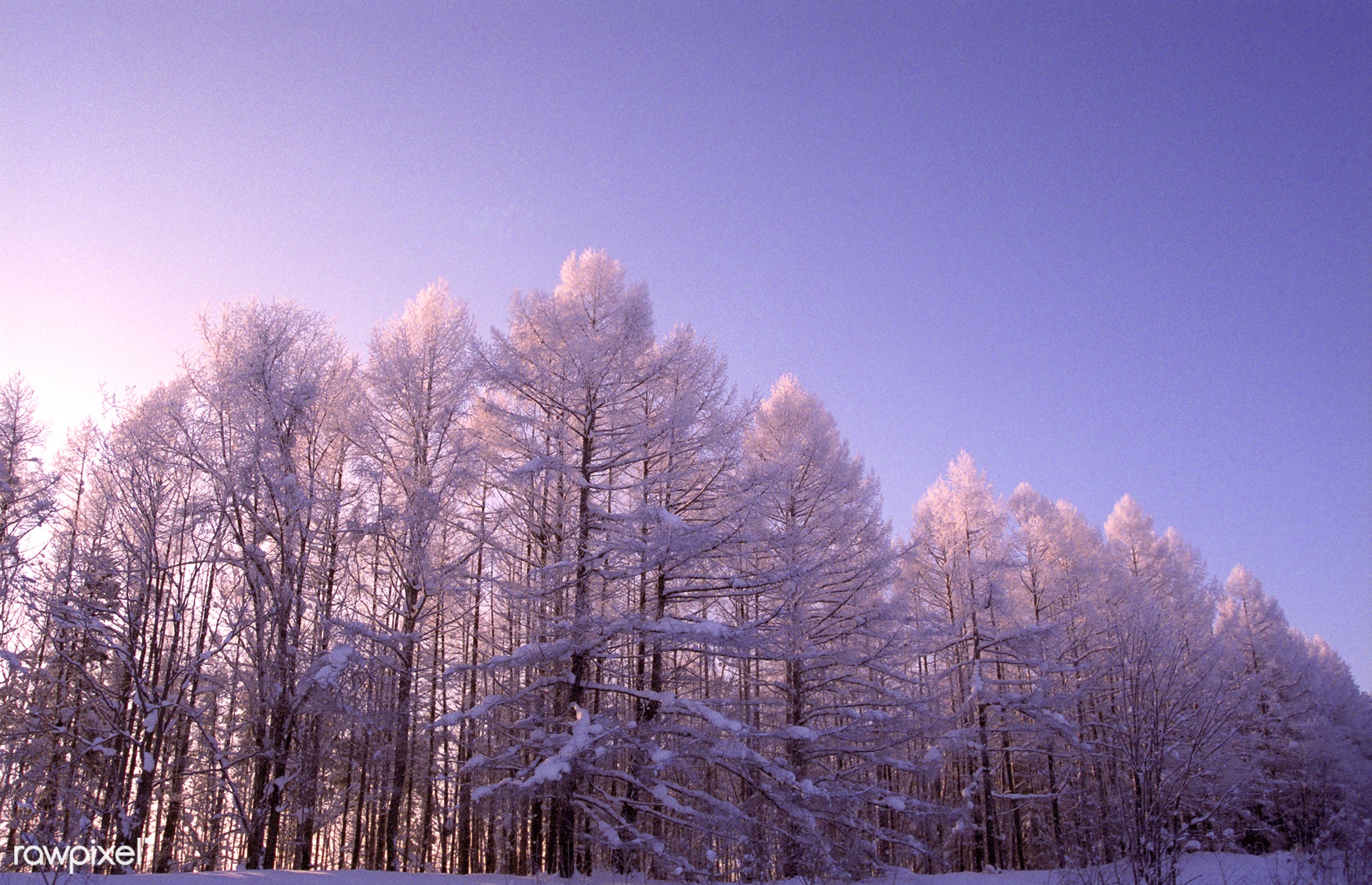 A frozen forest at sunrise in Hokkaido, Japan.