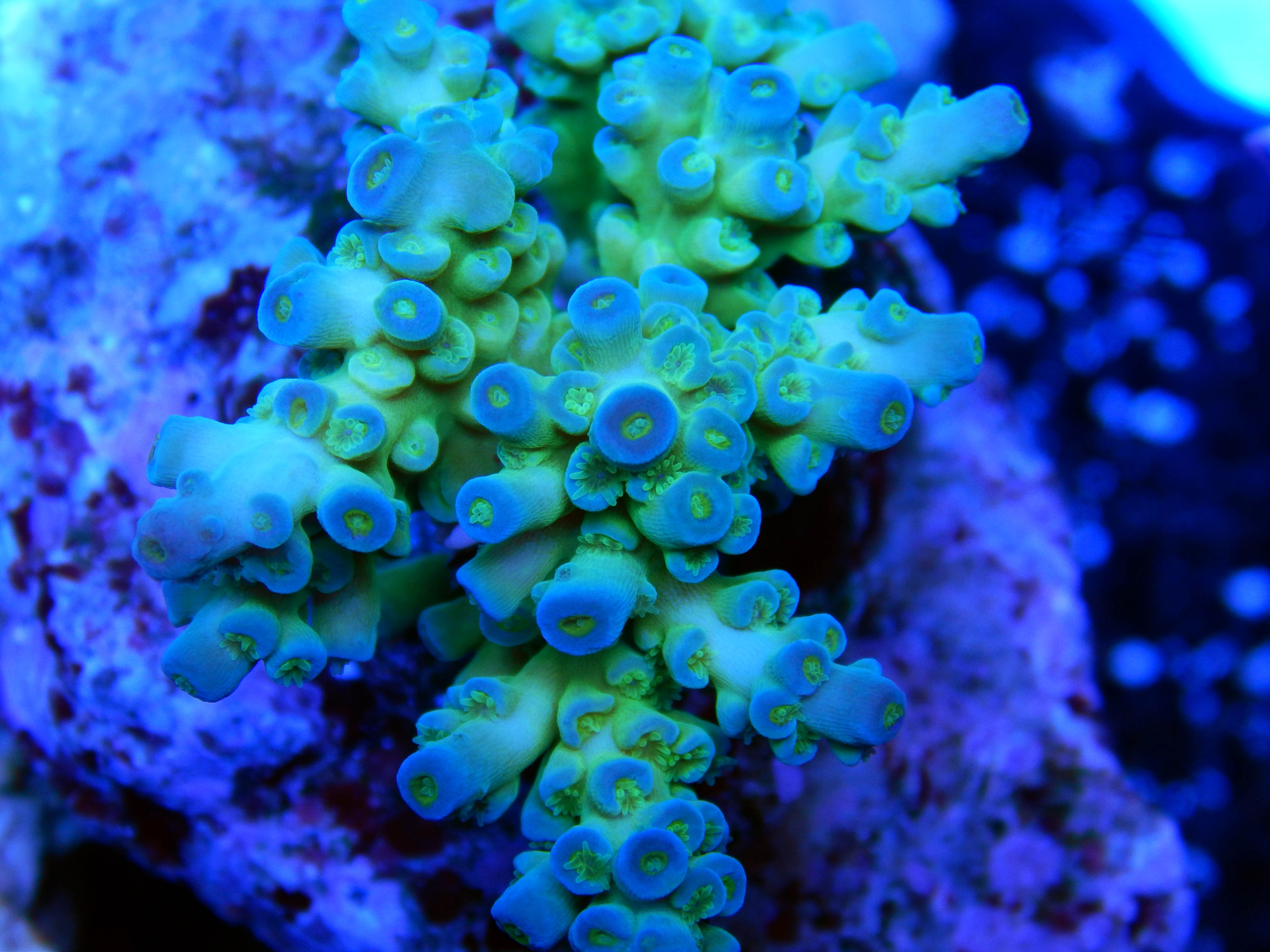 Frozen Forest Acropora Tenuis – Coral Collectors