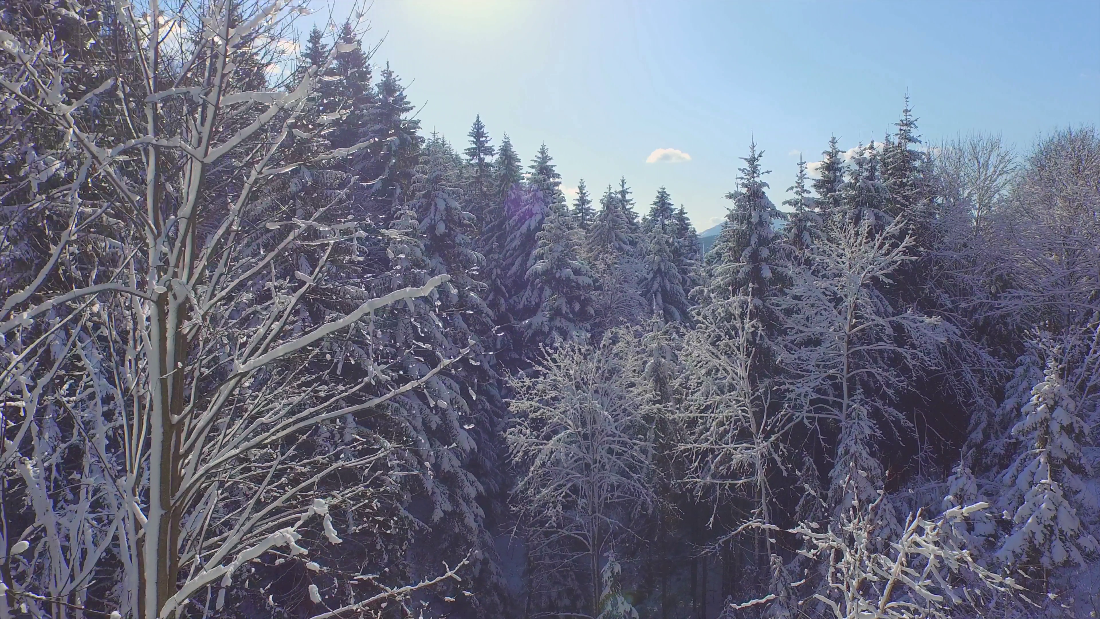 AERIAL: Sunny frozen forest in winter Stock Video Footage - VideoBlocks