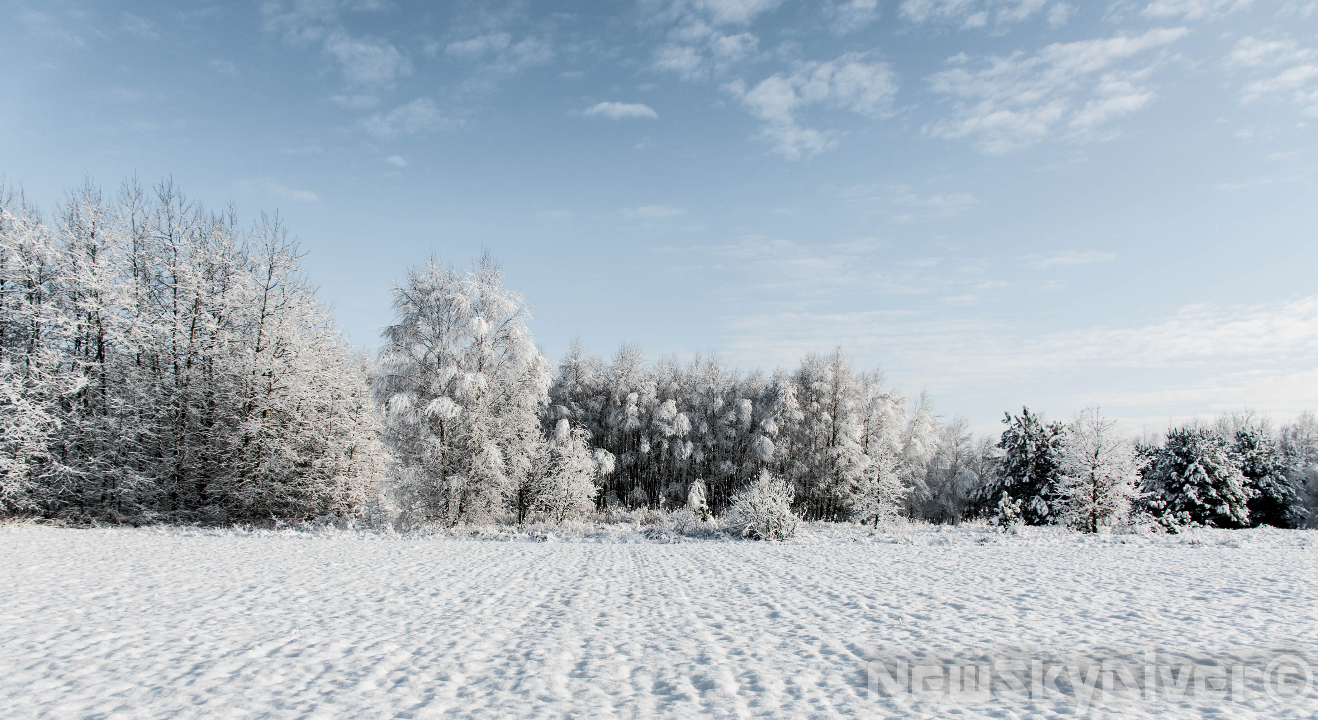 Frozen forest, Poland – newskydiver – Belgium & beyond