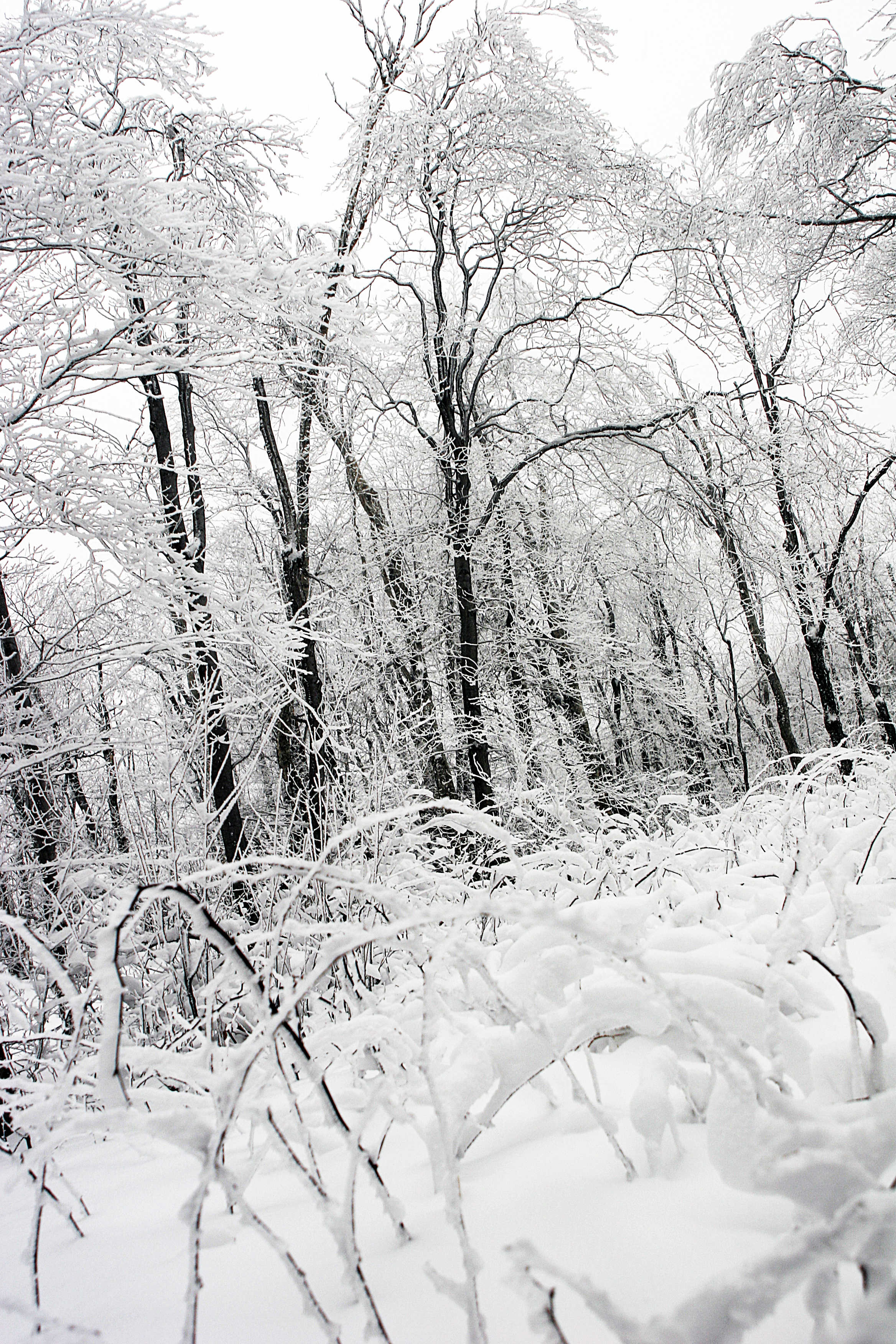 Frozen Forest, Forest, Freeze, Frozen, Landscape, HQ Photo