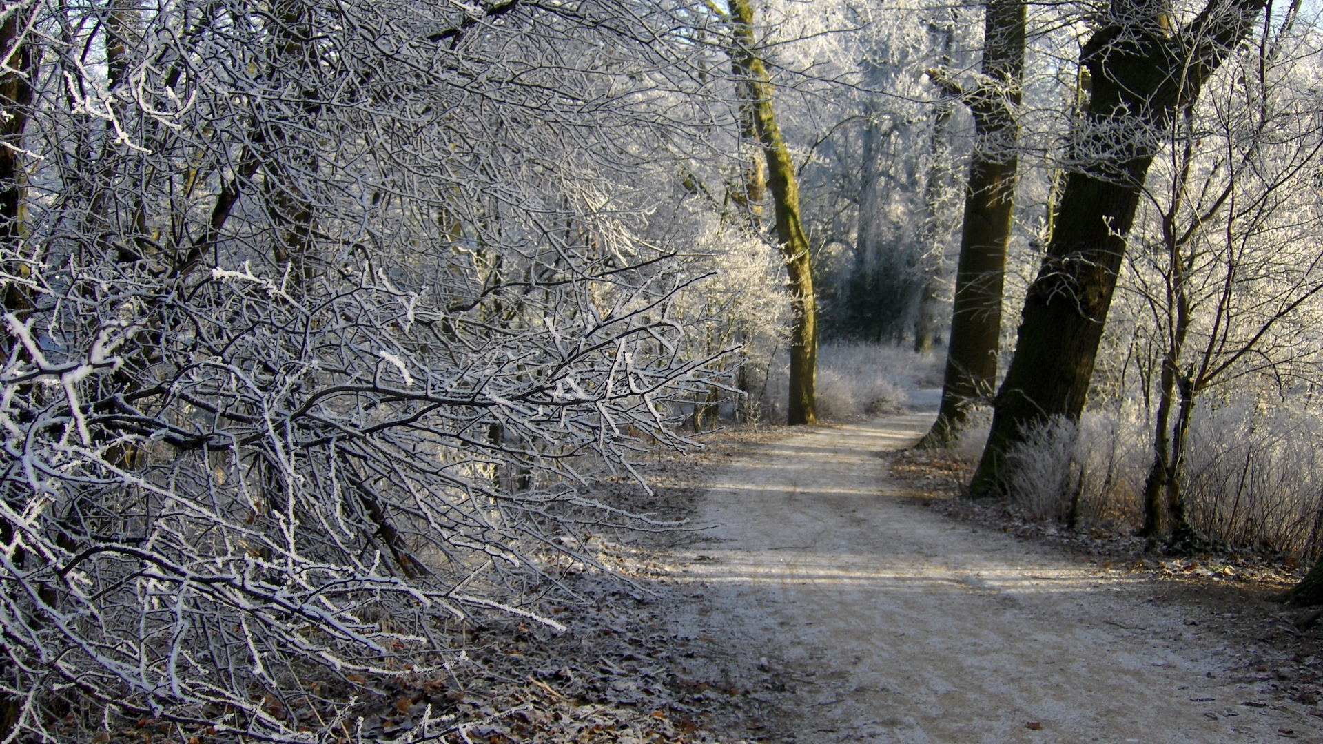 Gorgeous Nature Frozen Forest - HD Wallpapers - Free Wallpapers ...