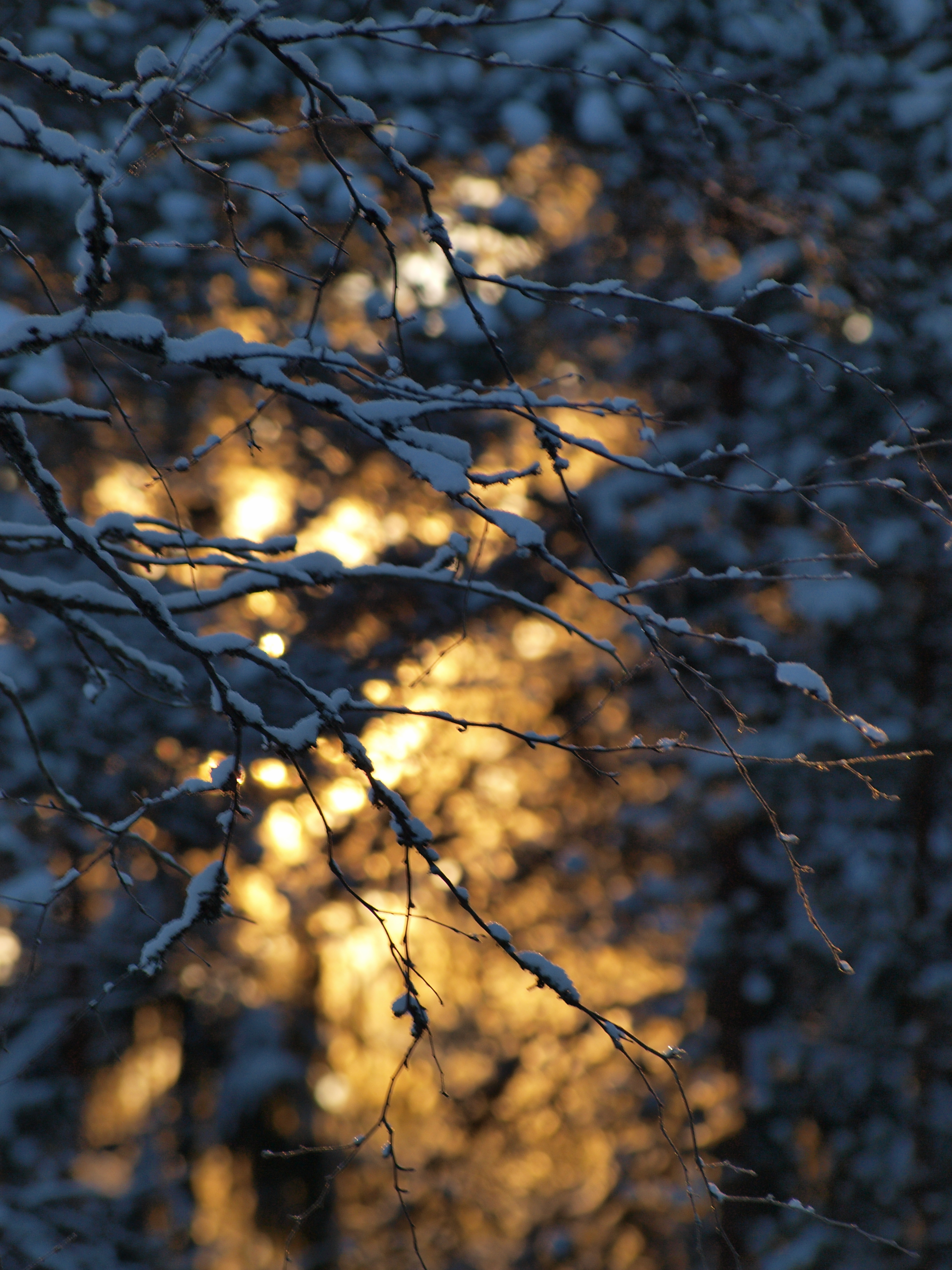 Frozen forest photo